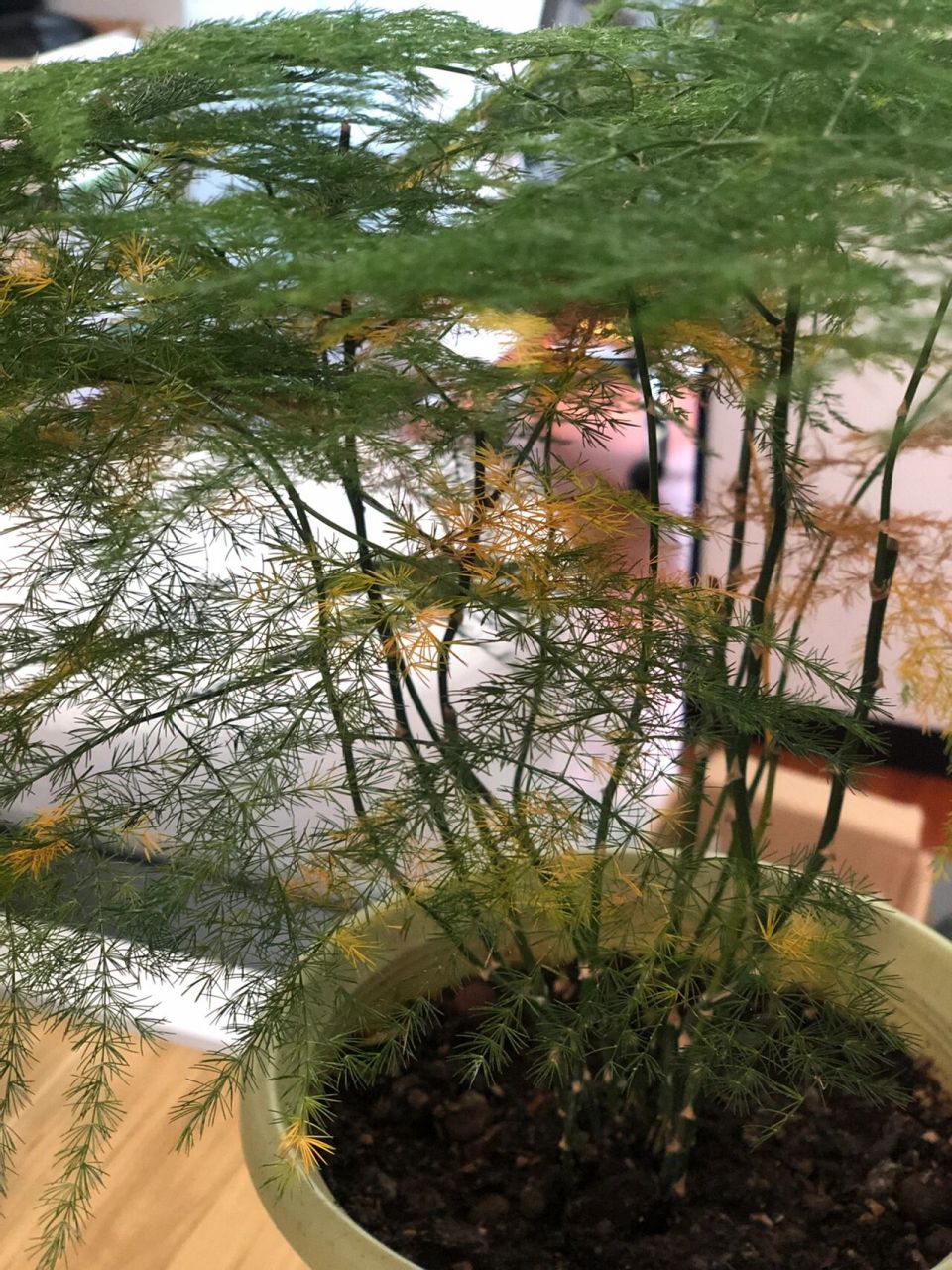 夏季文竹叶子发黄怎么办? 最近很多朋友问文竹的叶子发黄了怎么办 ?