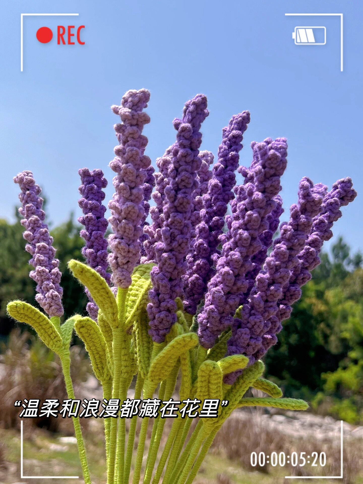 薰衣草/附图解