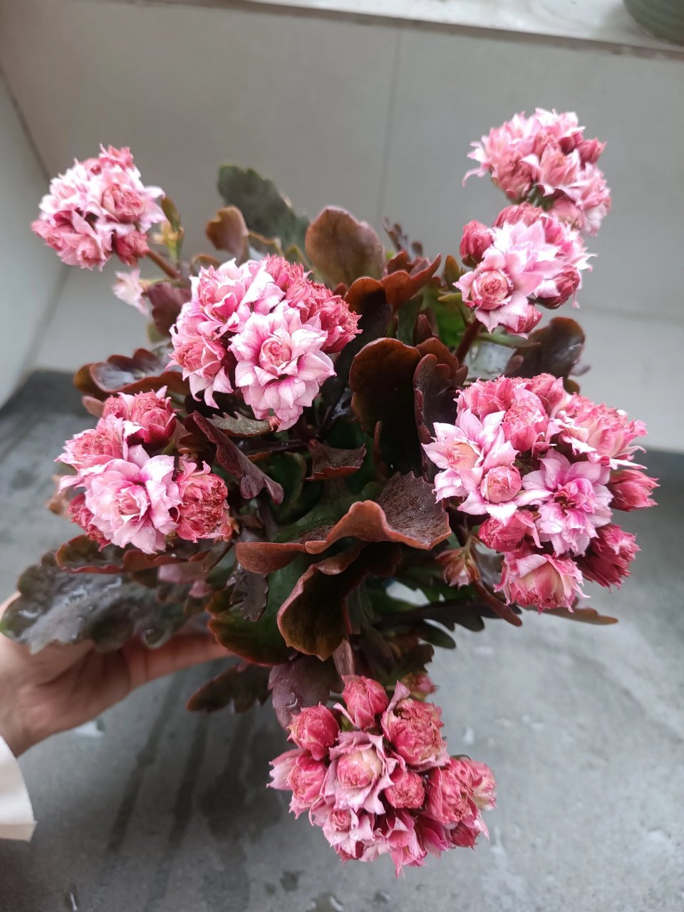 长寿花——粉蜡笔(切花) 据说会长大高个的切花.