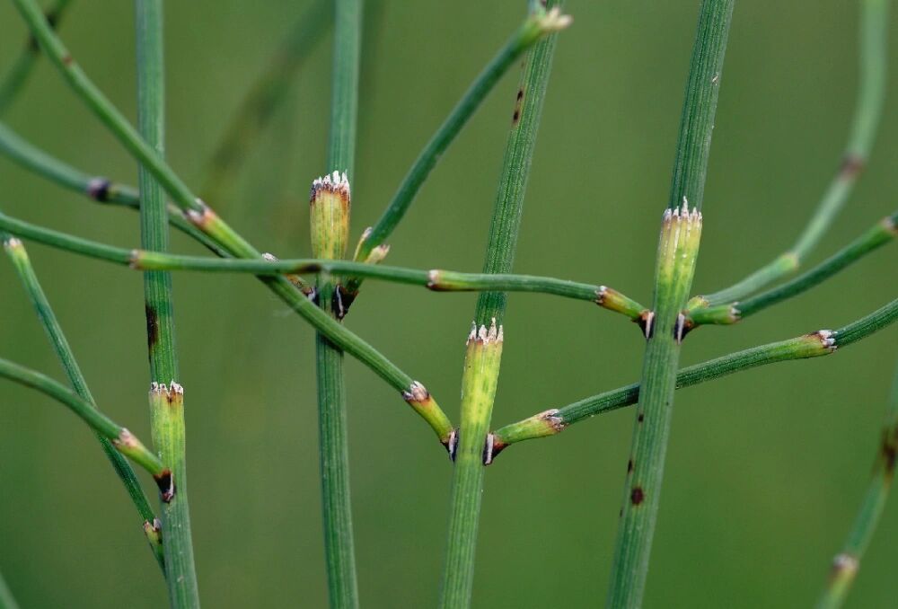 节骨草——木贼 木贼草,本身是一种多年生长的草本植物,又被叫做:节节