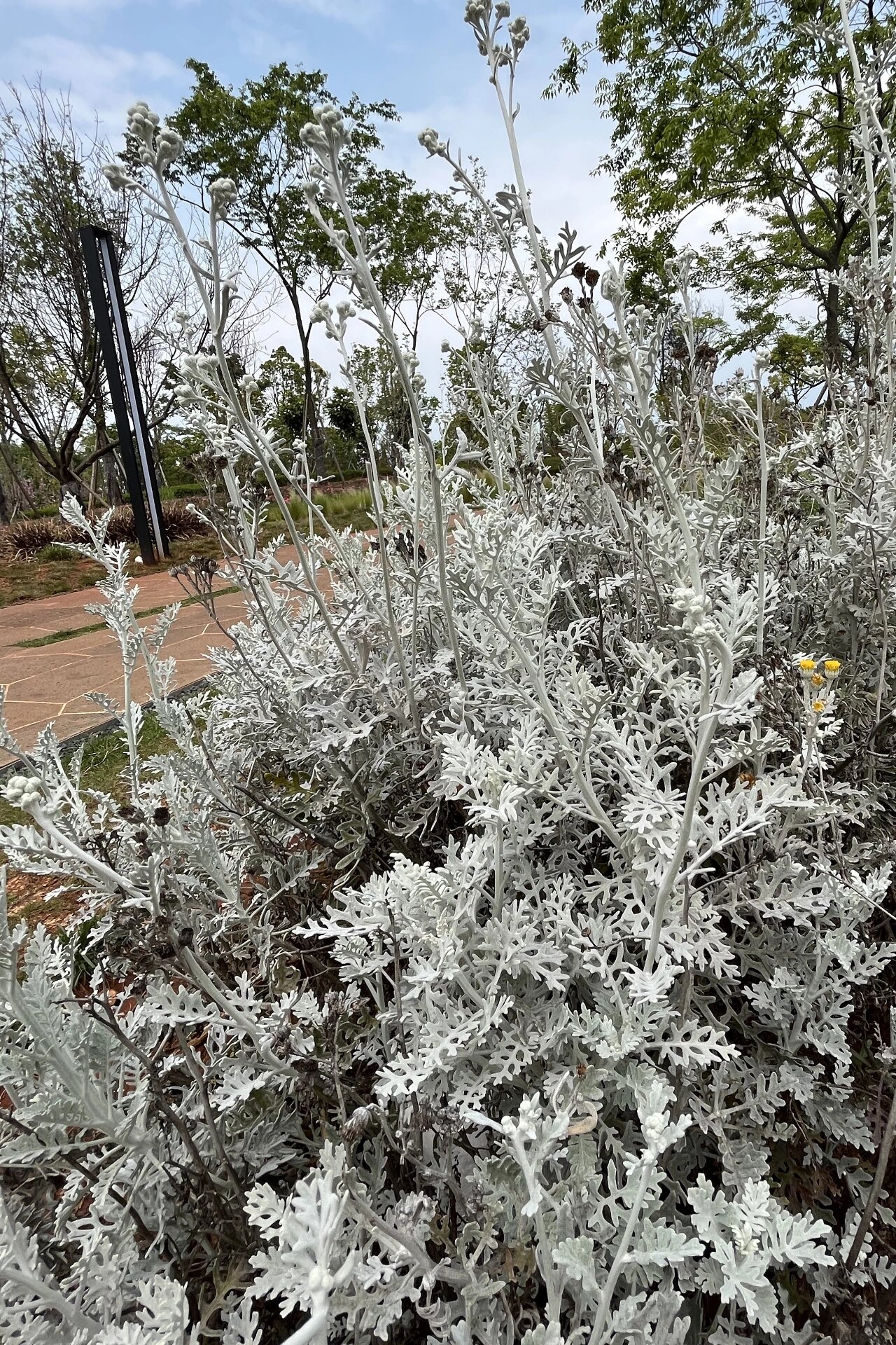 银叶菊真实图片