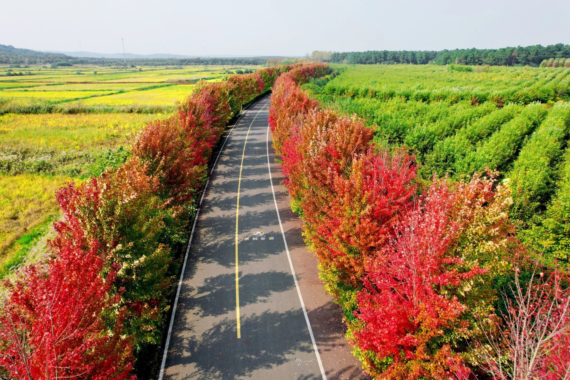 枫彩漫城 大泉湖的枫叶大道已全红,等待人们去观赏