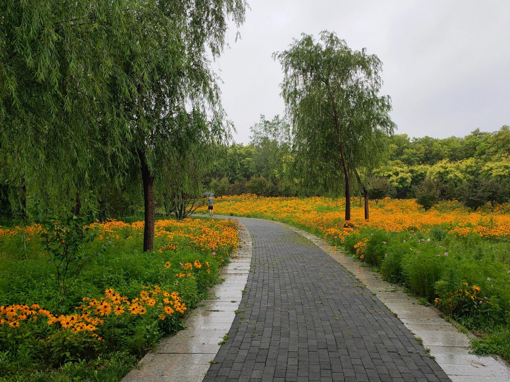 海淀冷门公园,船营花海很小众 海淀这边近颐和园,非常冷门的船营公园