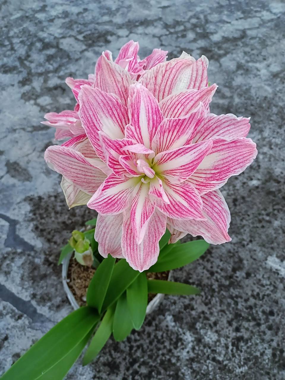 朱顶红——美丽仙女 冷门大花品种,不太好养