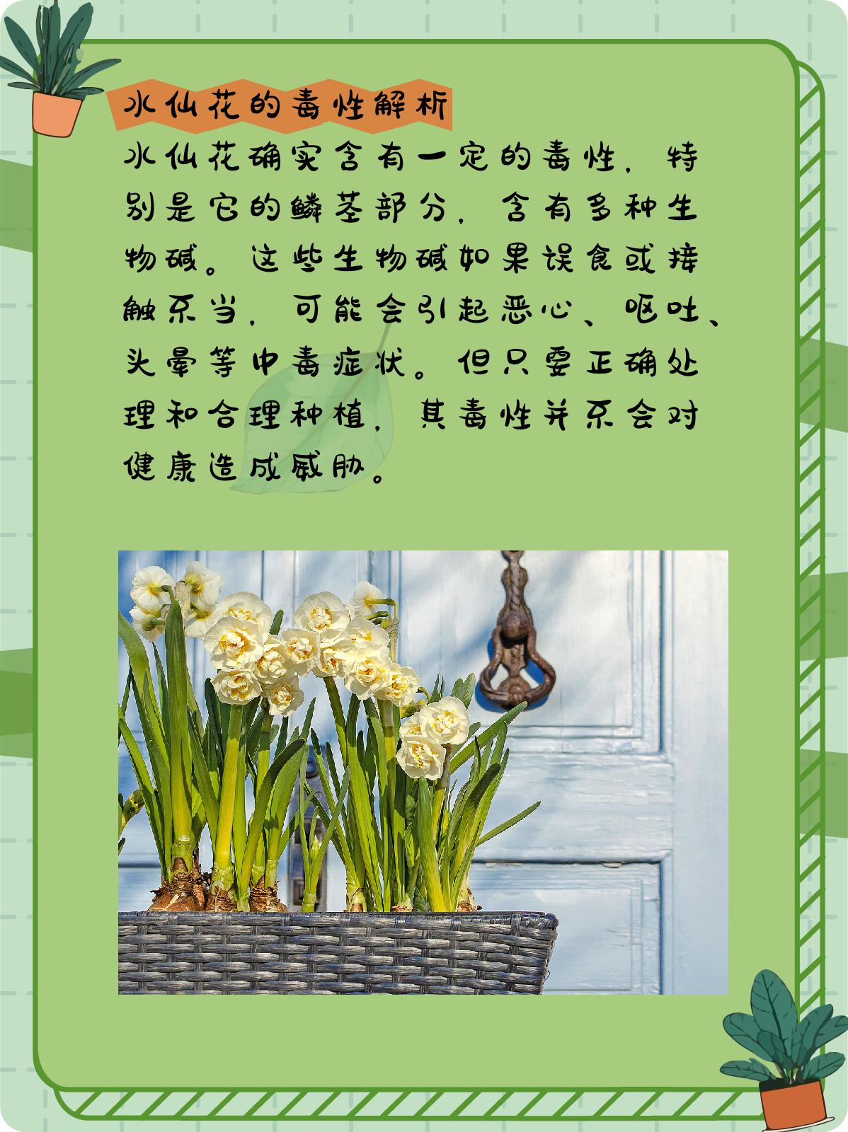 水仙花有毒吗?可以在室内养吗