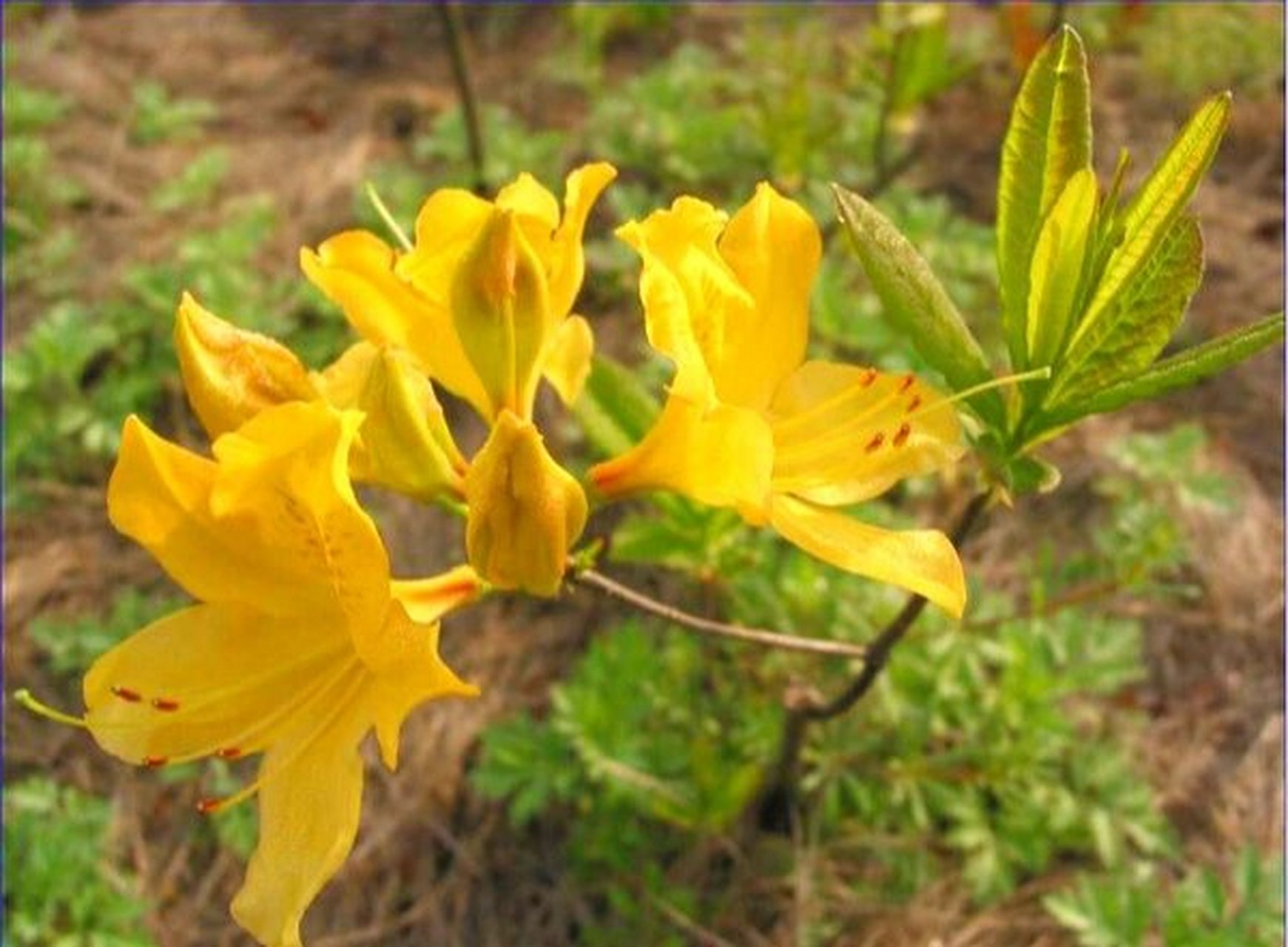 野生闹羊花图片图片