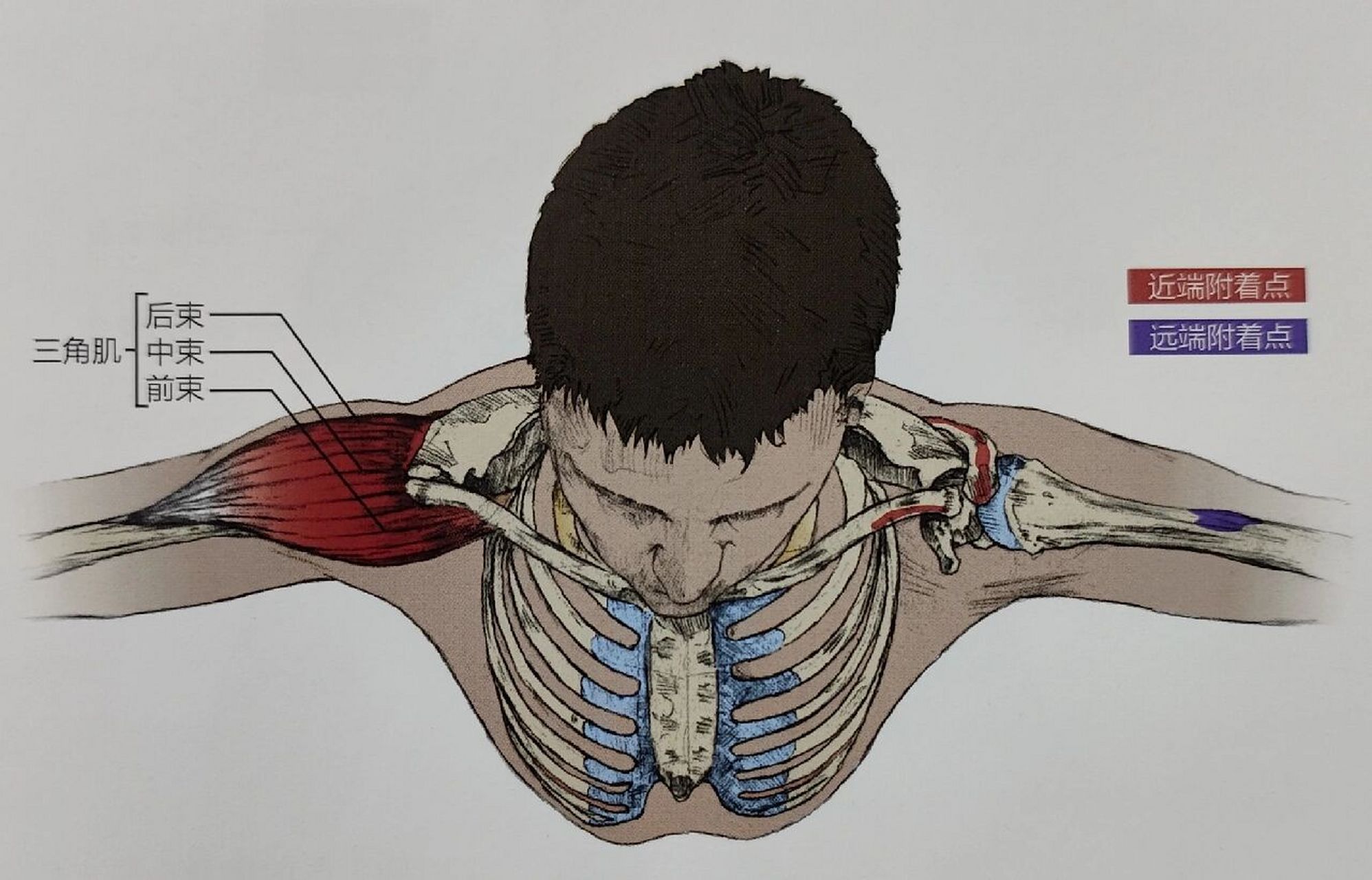 三角肌前束协助肩关节外展