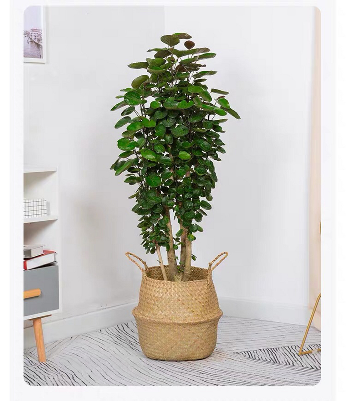 每日教你养花|识花-福禄桐 92福禄桐有细叶圆叶之分.