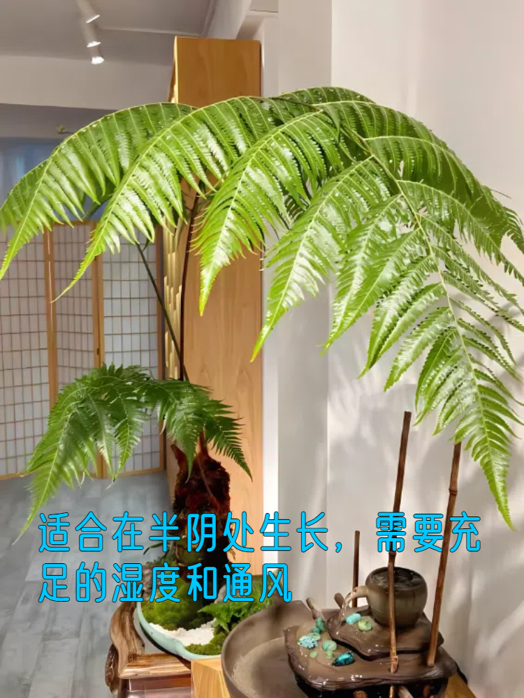 金毛狗蕨类植物图片