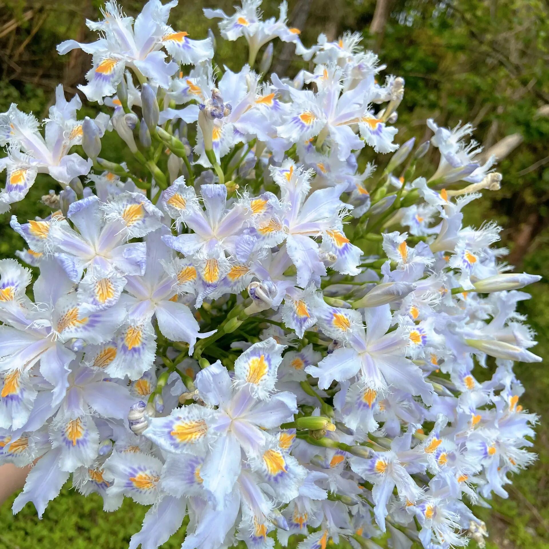 thunb)日本鸢尾 蝴蝶花(iris japonica thunb)又名日本鸢尾鸢尾科