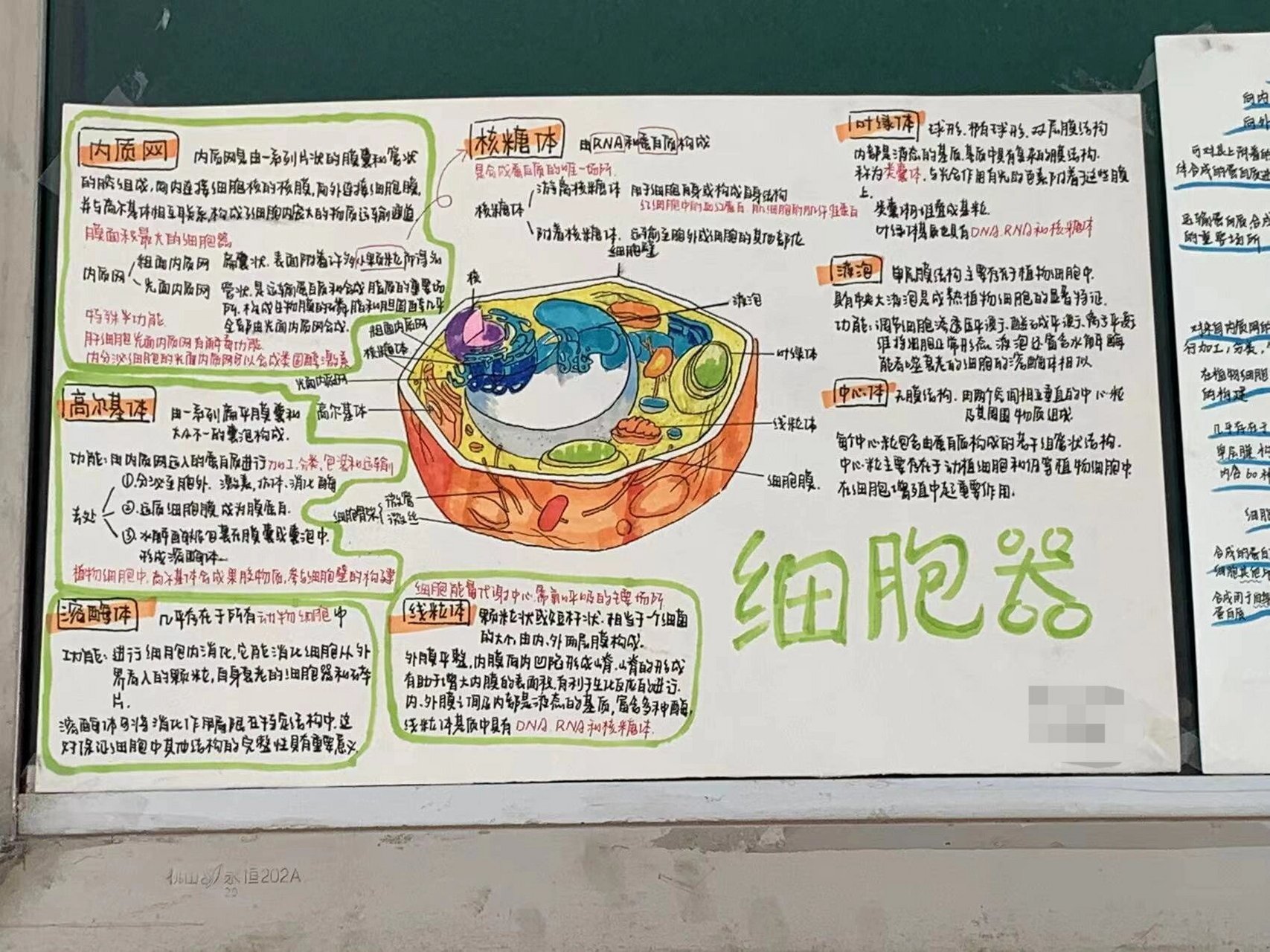 高中生物小报 高中必修一关于细胞器的生物小报哦!