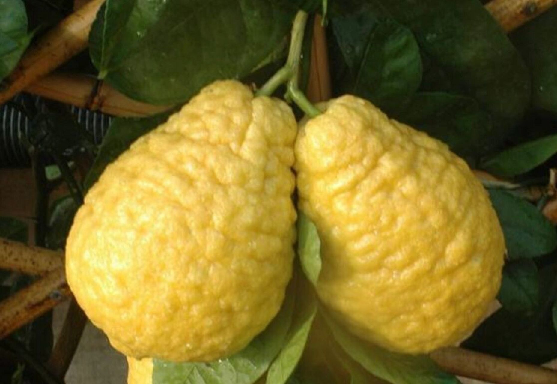 柠檬和香橼到底怎么区分 可根据树干形态,叶片,果实等区别.