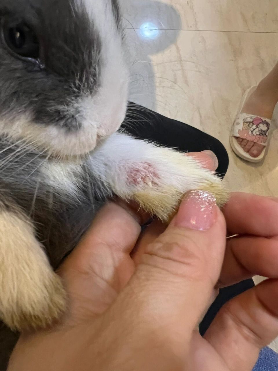 兔子真菌感染吗? 小兔兔才一个来月,回家没几天就这样了!