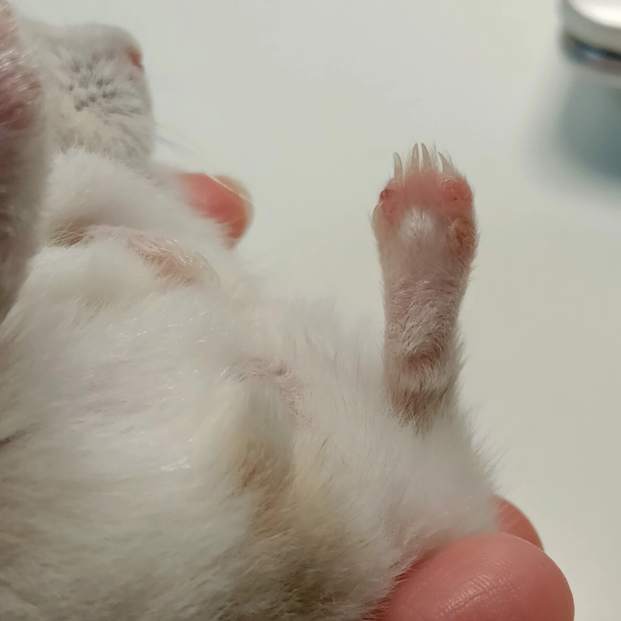 求助,大家能帮忙看看鼠鼠的脚是咋回事吗