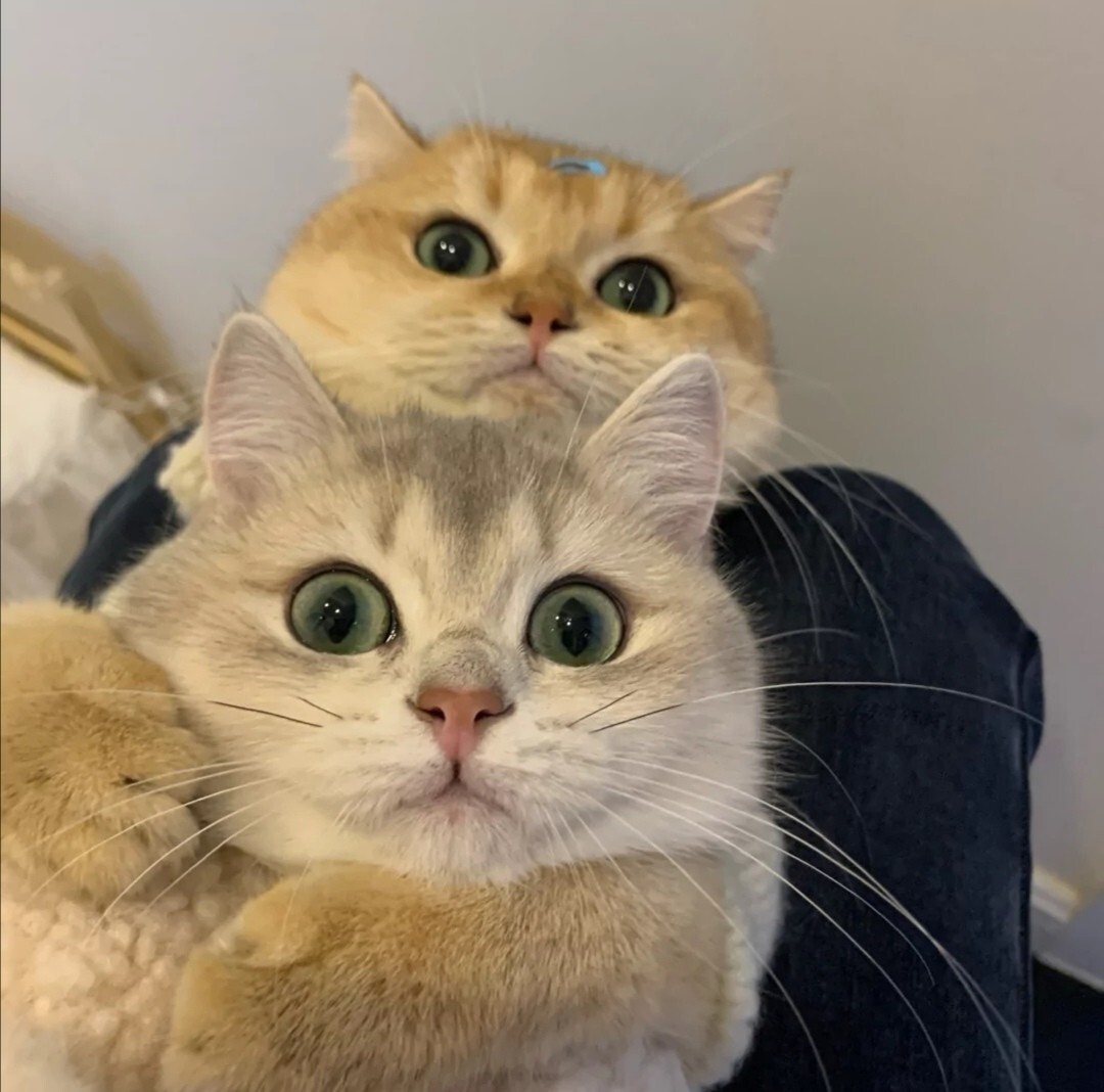 猫咪情头哦! 我终于更新了!