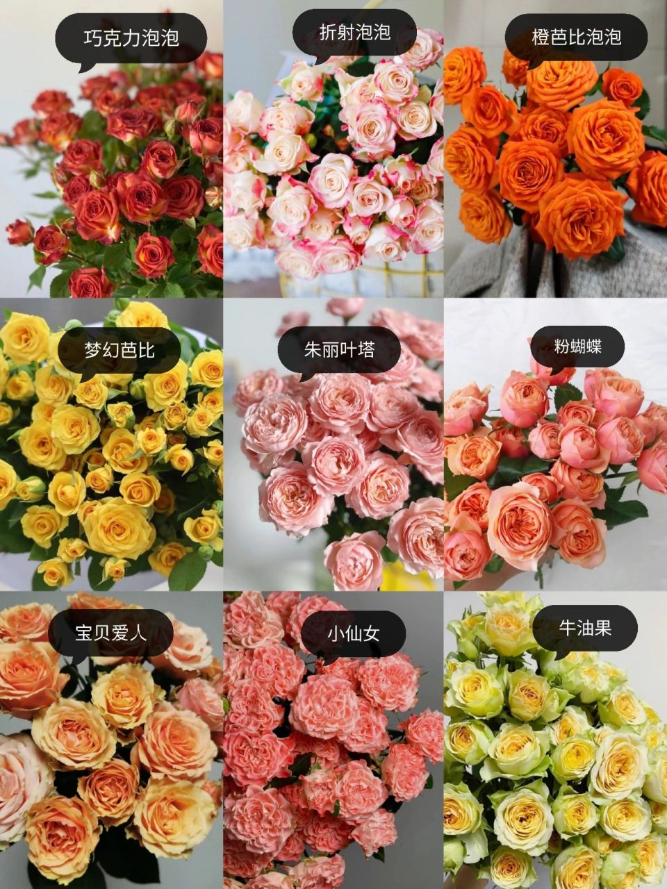 识花系列 ‖一次认识9款多头玫瑰   巧克力泡泡 67经典的复古色系