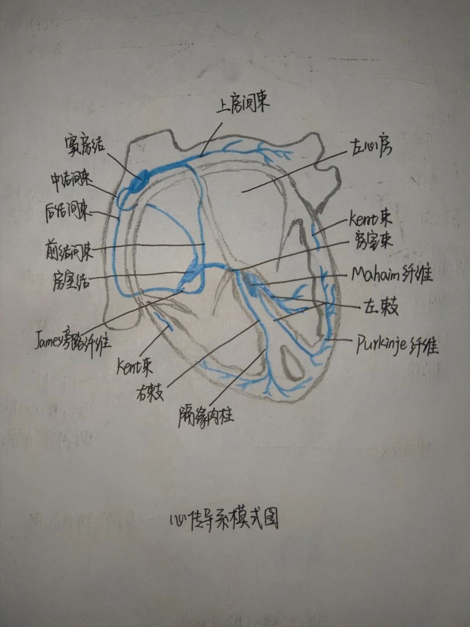 系统解剖学 心传导系      心传导系