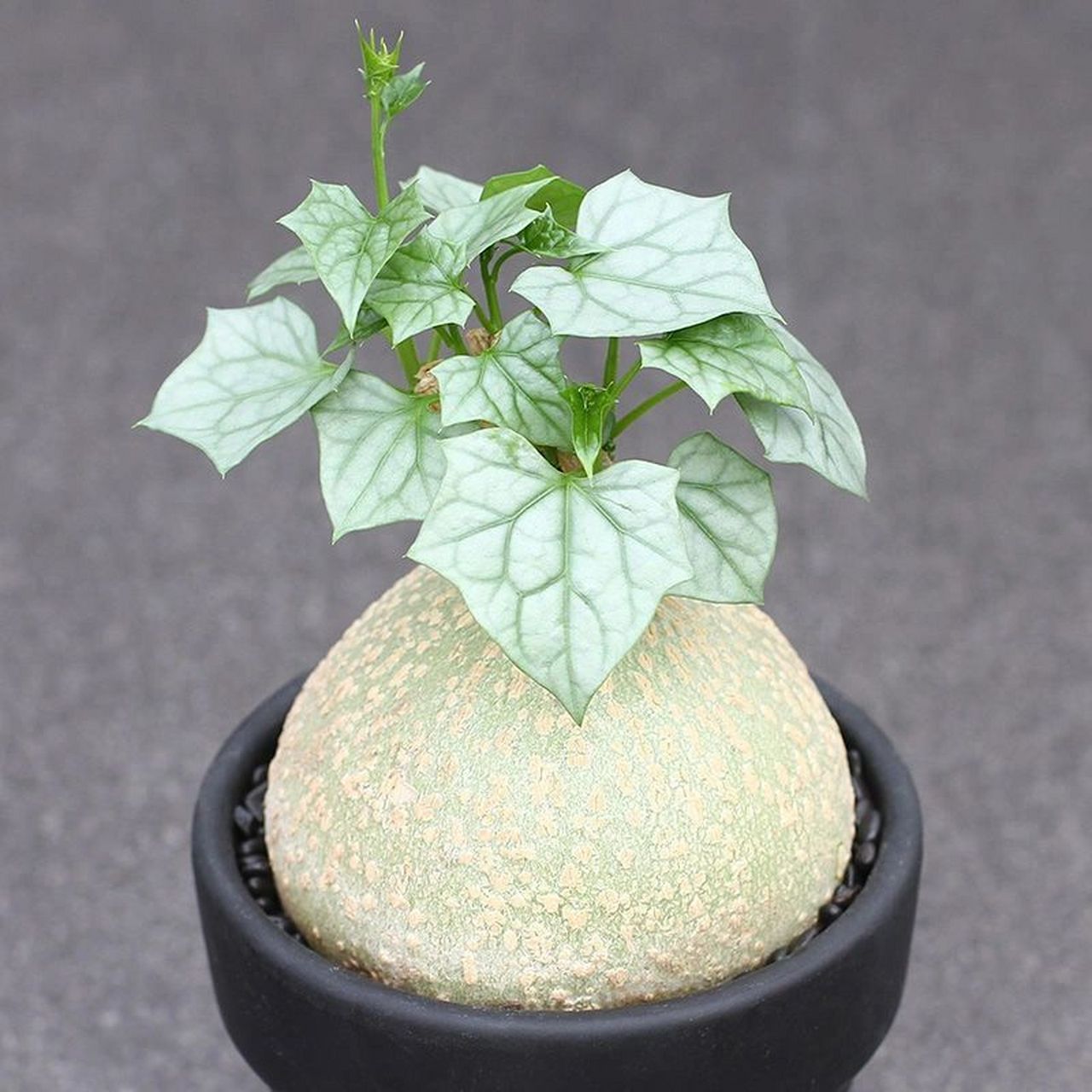 块根植物～银叶睡布袋养护 别名:银叶葫芦 分类:根花 科和属:葫芦科