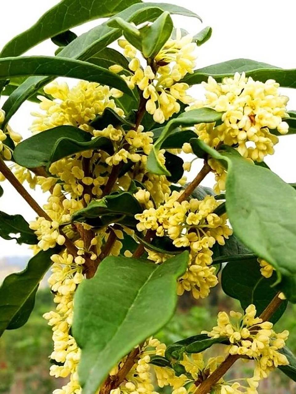 多伦多 日香桂花 香气四溢 日香桂是1983年在四川苍溪县发现的四季