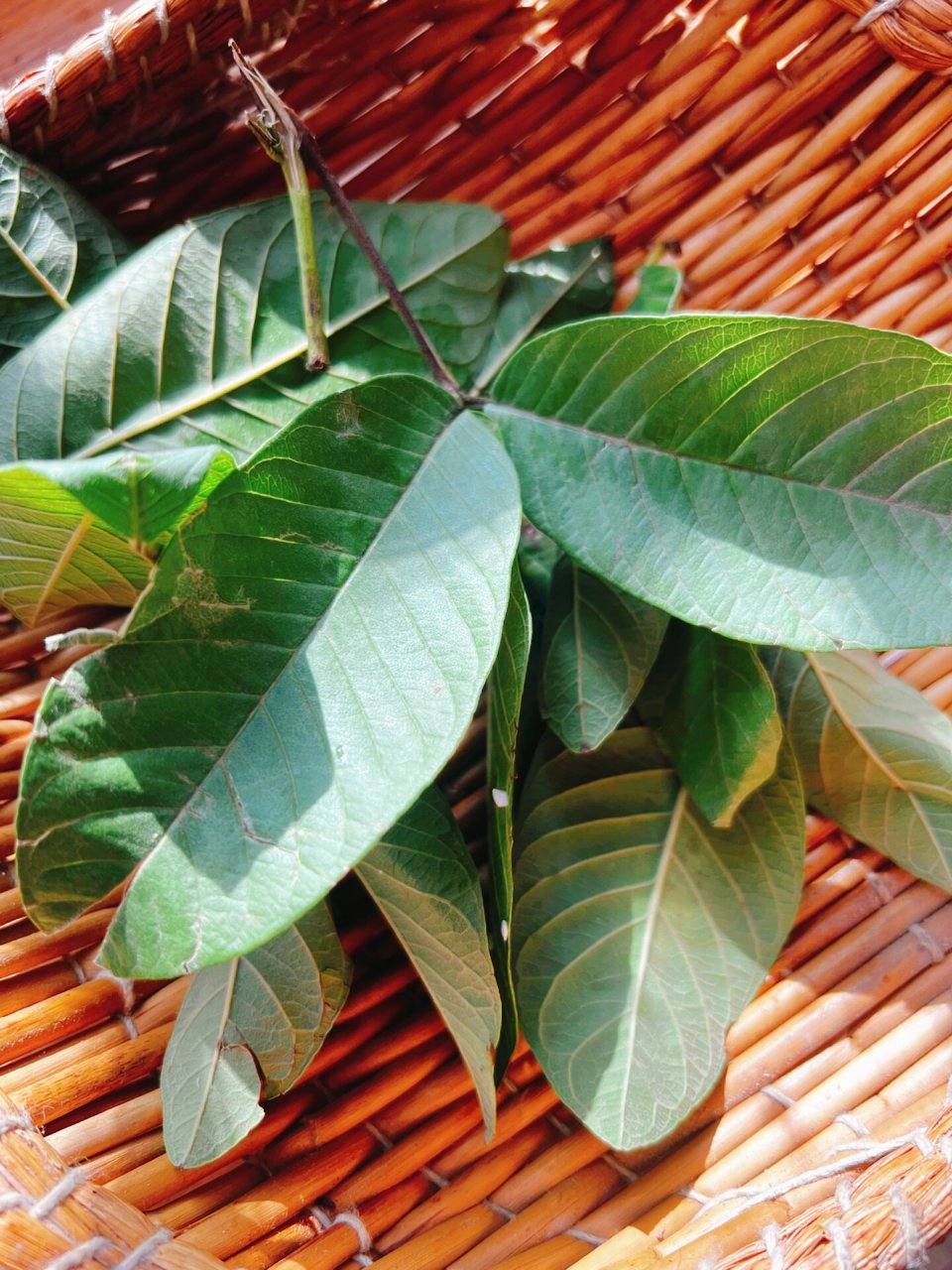 芭乐叶(又名番石榴叶)是非常好的中药材 晒干存起来煮水7615