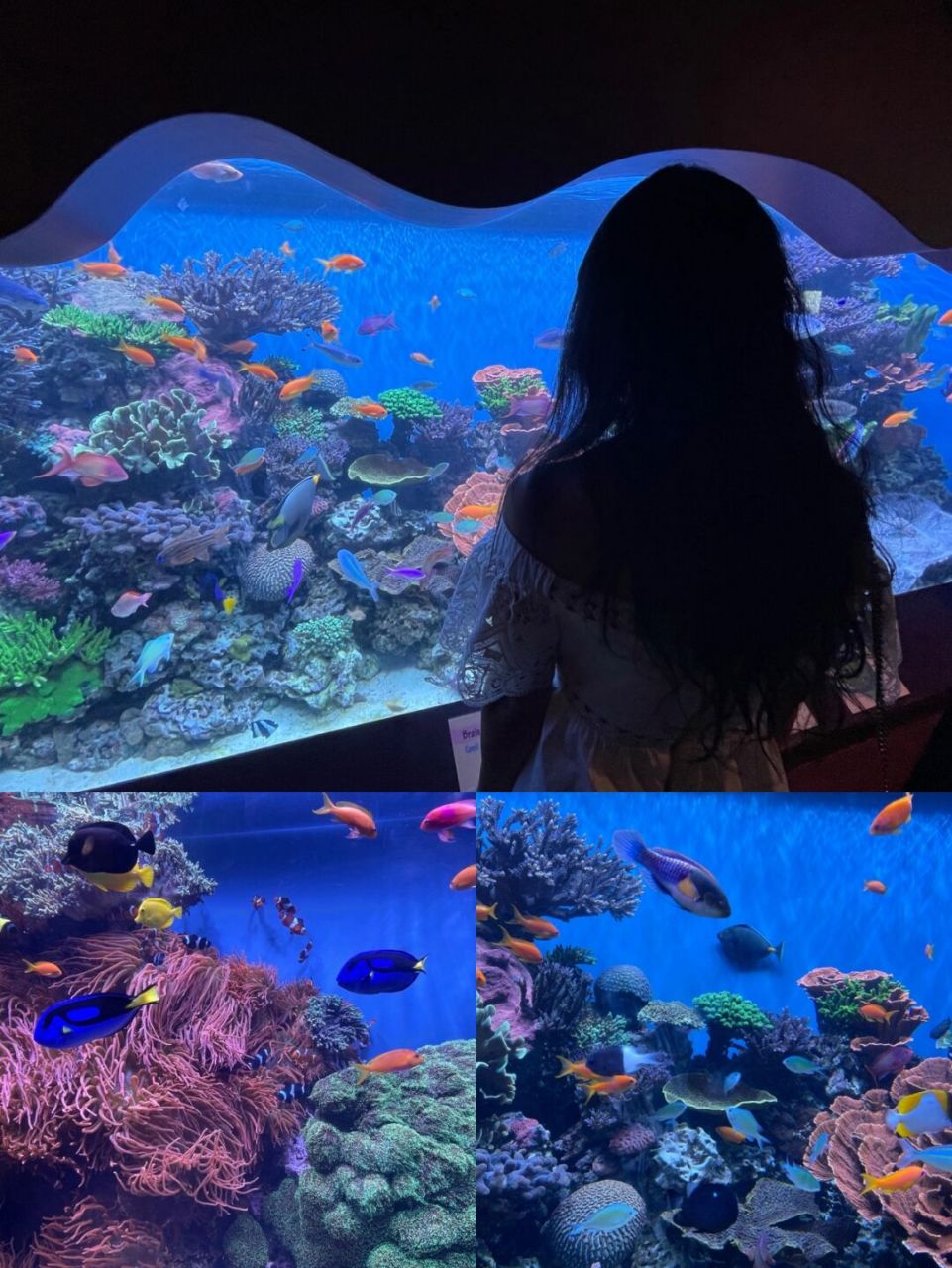 湾区玩乐|超治愈monterey水族馆60153折门票6015 来湾区这么