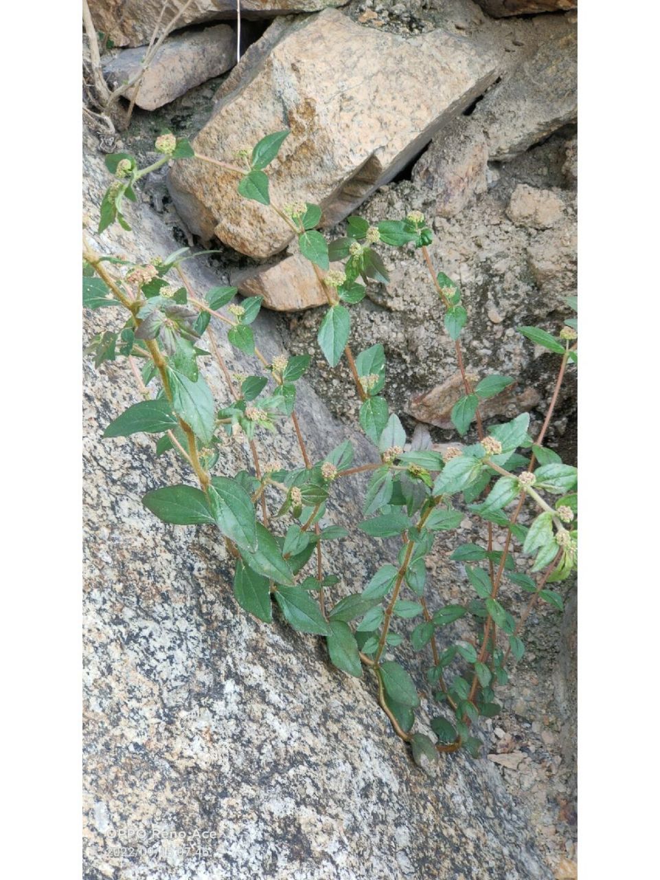 百草园 8 大飞扬草 大飞扬草为大戟科植物飞扬草euphorbia hirta l.