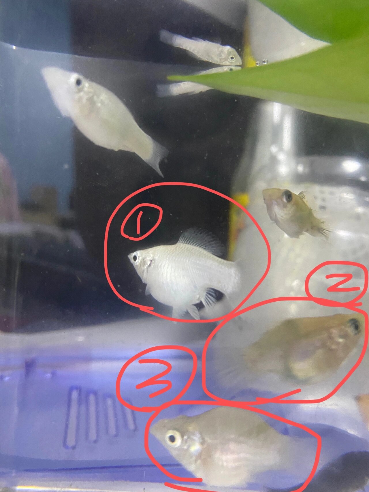 鱼友🐟,上面的3张图都是一样的3条鱼,我想问一下1,2是不是怀孕了?