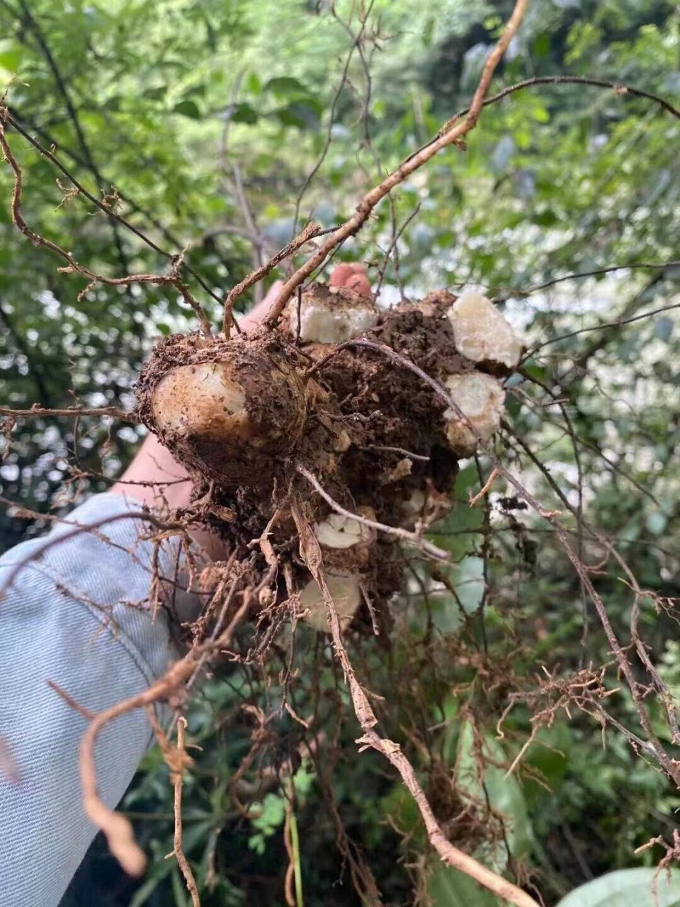 茯苓植株全图图片