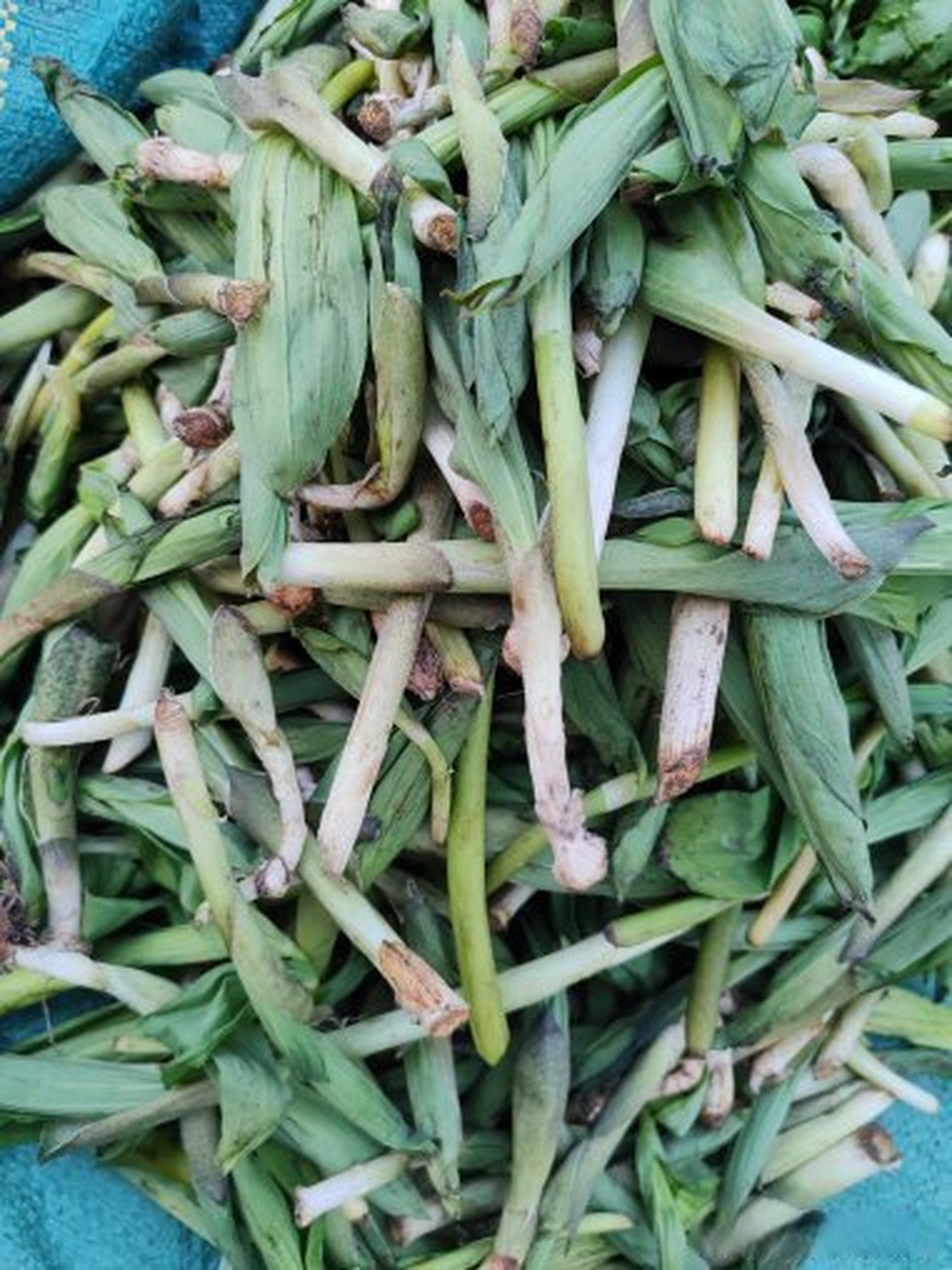 本地逛吃笔记#云南怒江的竹叶菜是有名的.这种竹叶菜在别的地