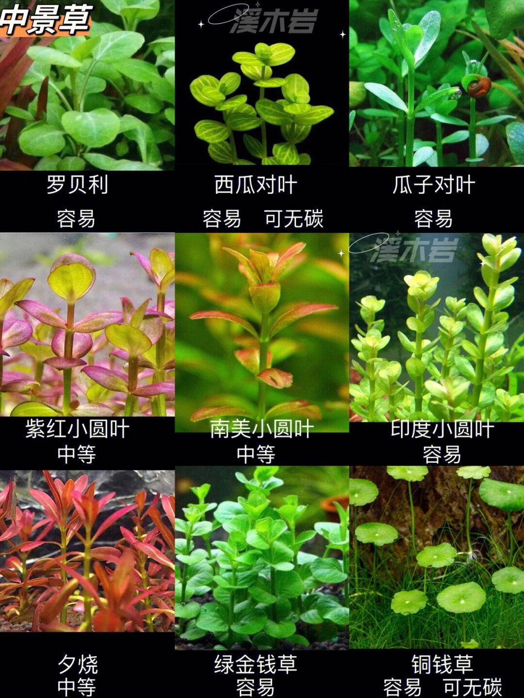 水草看一遍就认识