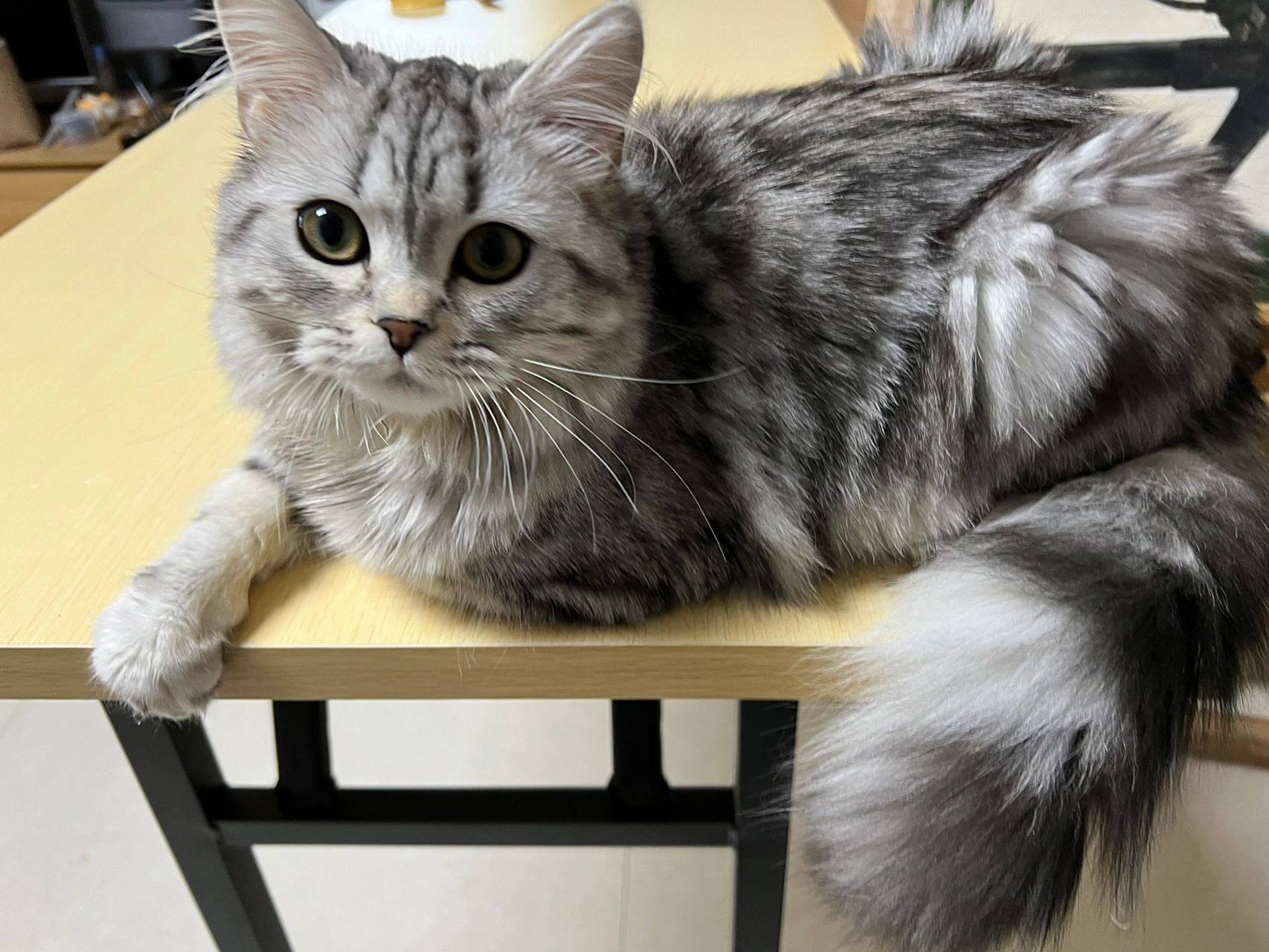 很多猫友看见我家美美都觉得很漂亮 问我虎斑应该多钱一只?