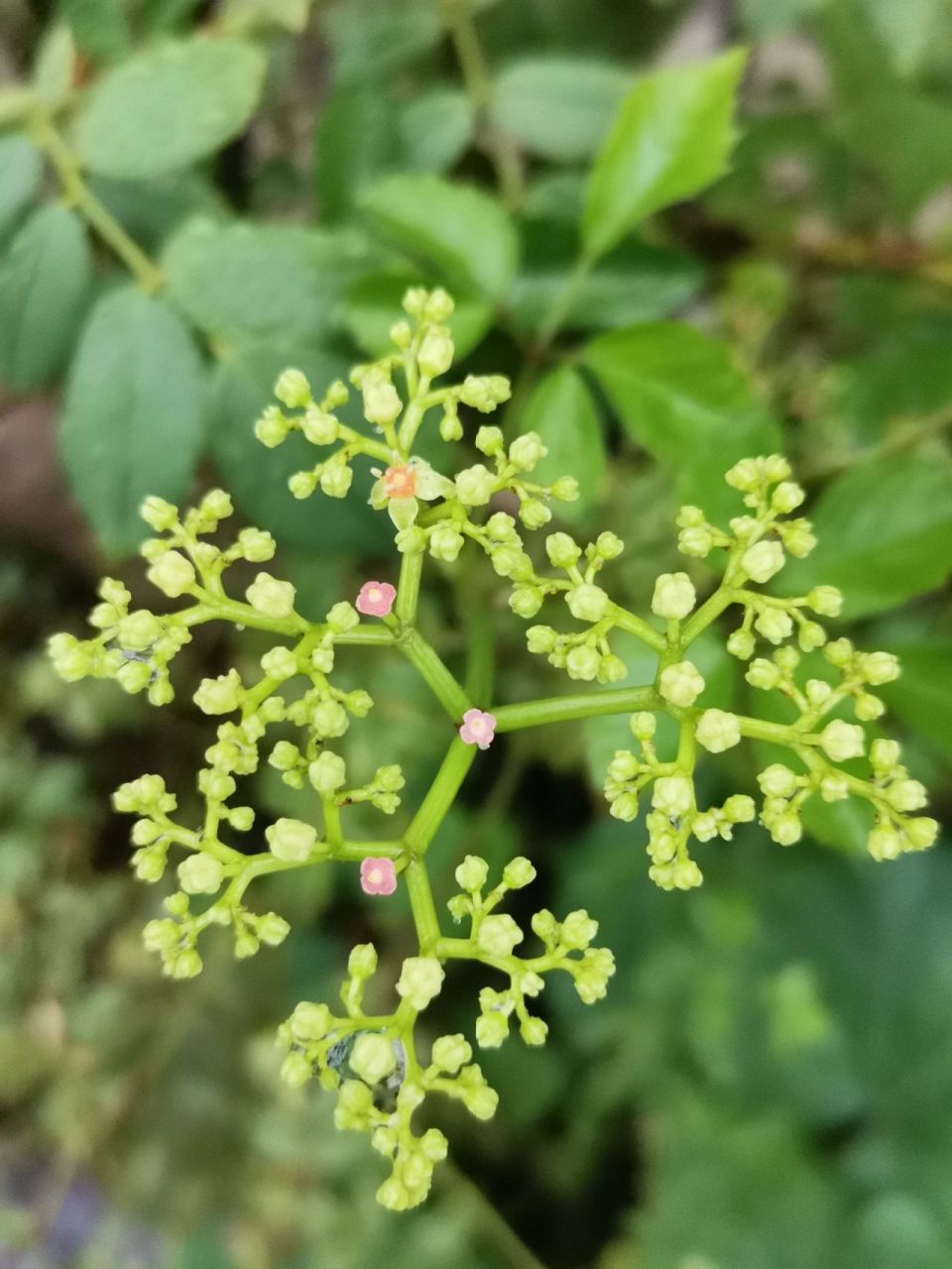 绞股蓝全草药用 全草药用,可爱小花