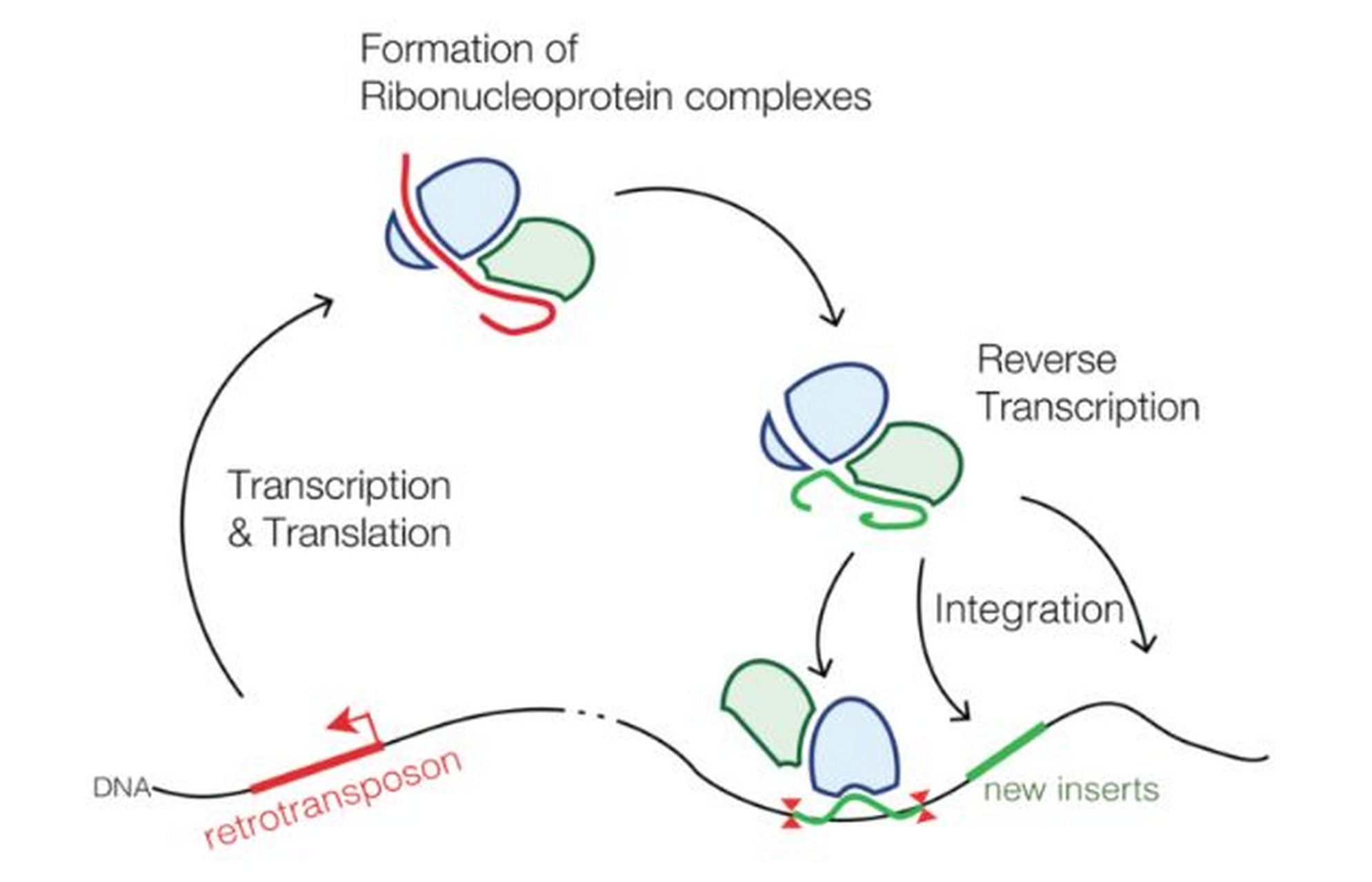 dna转座子和逆转录转座子的区别 什么是 dna 转座子?
