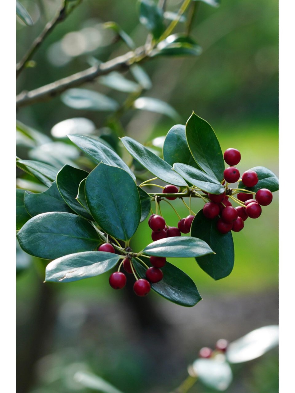 圆叶枸骨|无刺枸骨 圆叶枸骨,冬青科冬青属常绿灌木乔木植物枸骨的