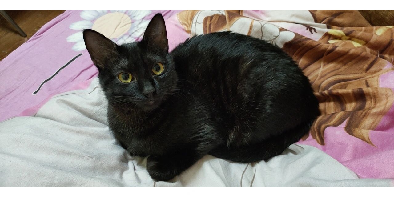 我家黑色的狸花猫,这种应该很少有人见过吧