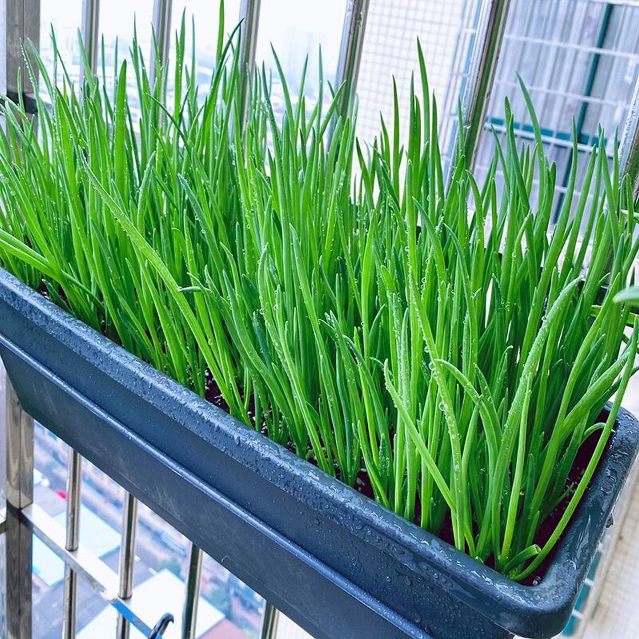 阳台种菜丨小香葱种植教程 小香葱是阳台种菜的首选,适合花盆栽种