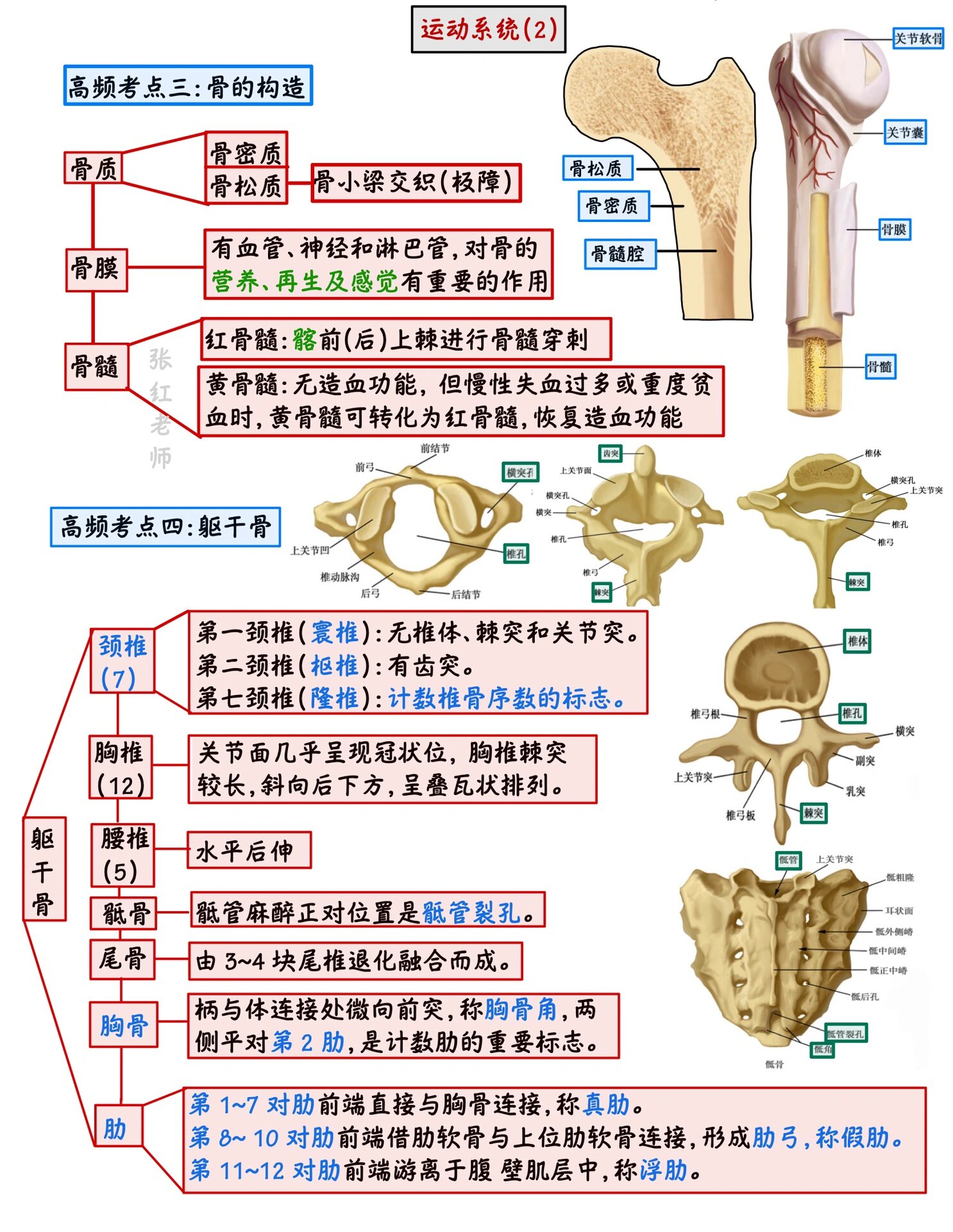 人体解剖学教程图片