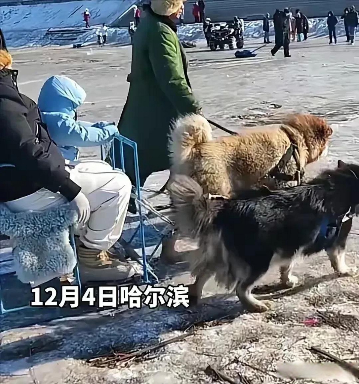 哈尔滨狗拉爬犁图片