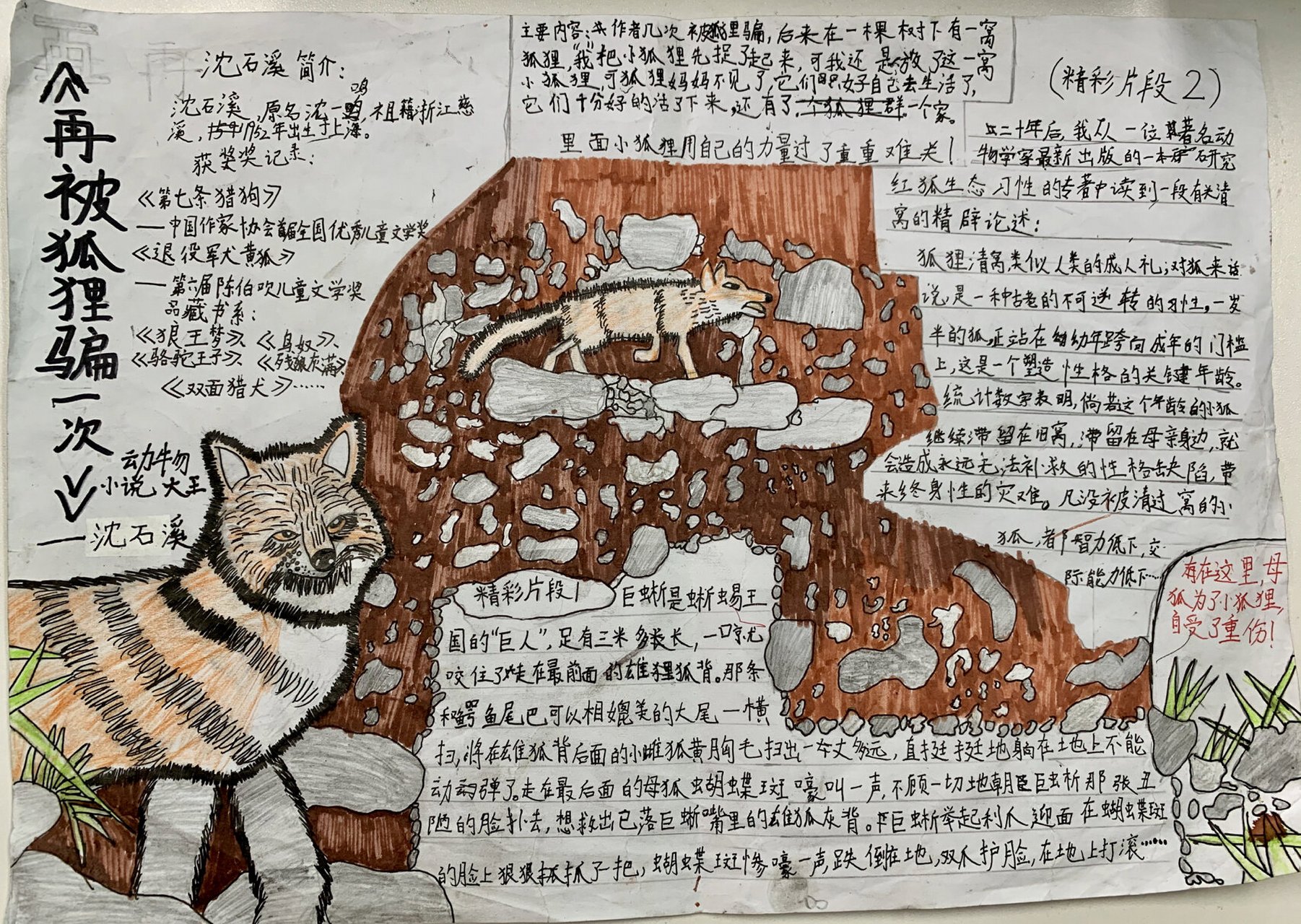 走进沈石溪的动物小说—动物小报