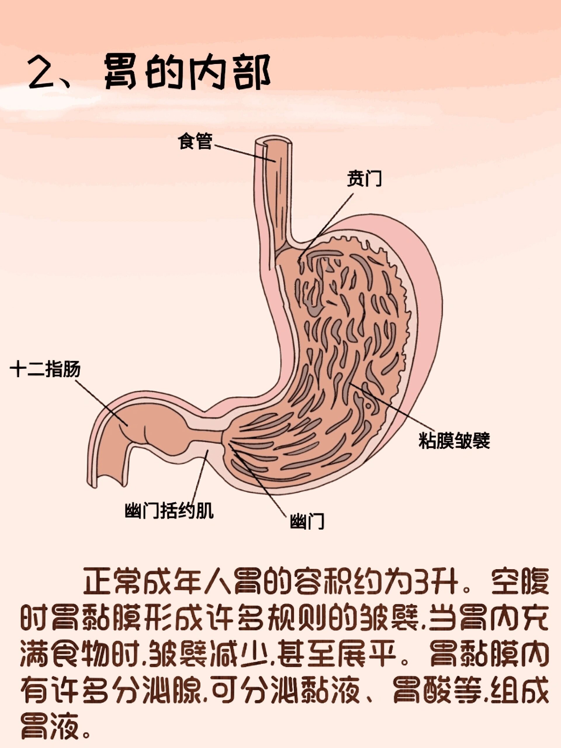 胃是机体暂时贮存食物的部位,具有一定的消化功能,基本上没有吸收功能