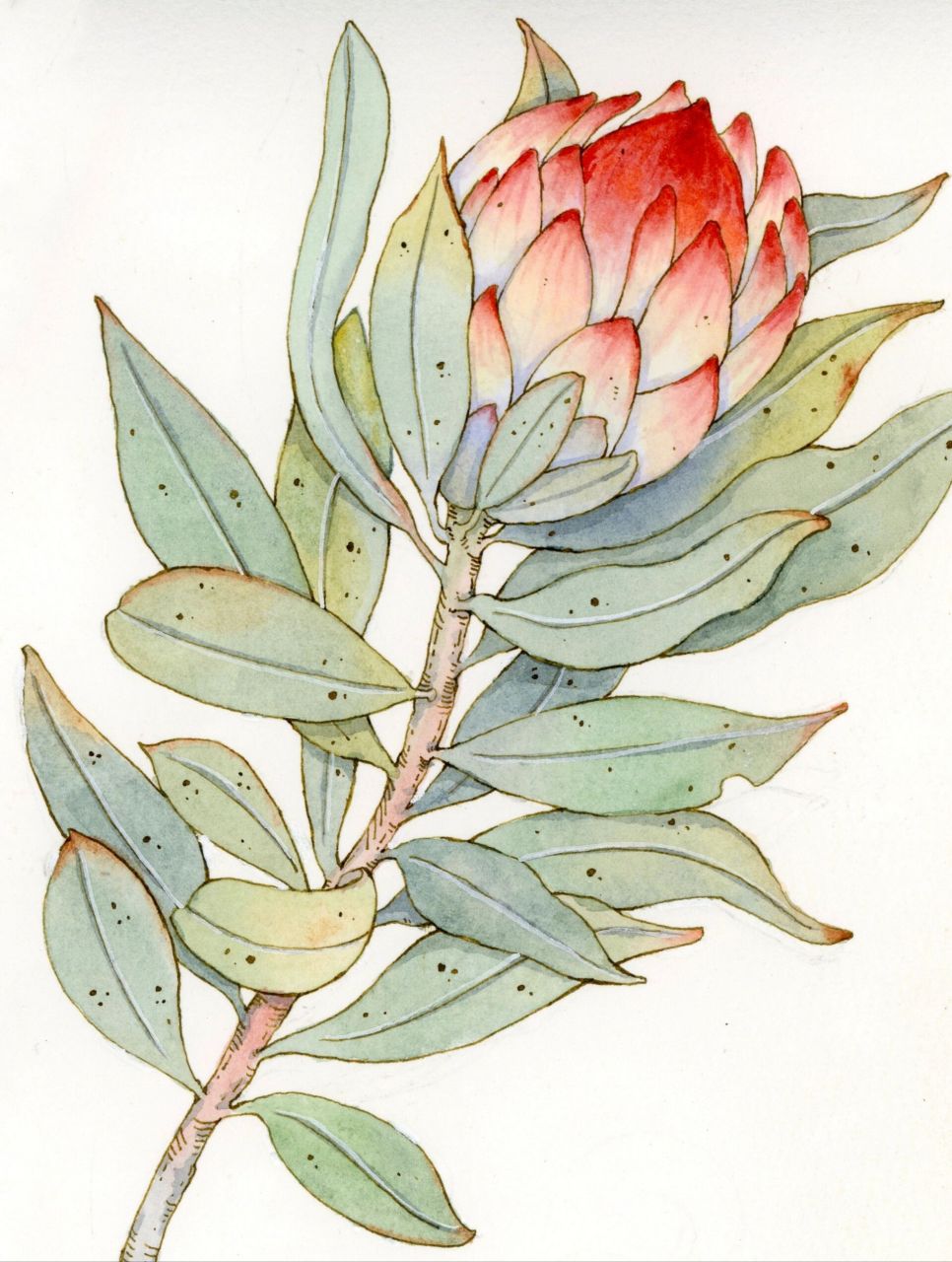 水彩——帝王花