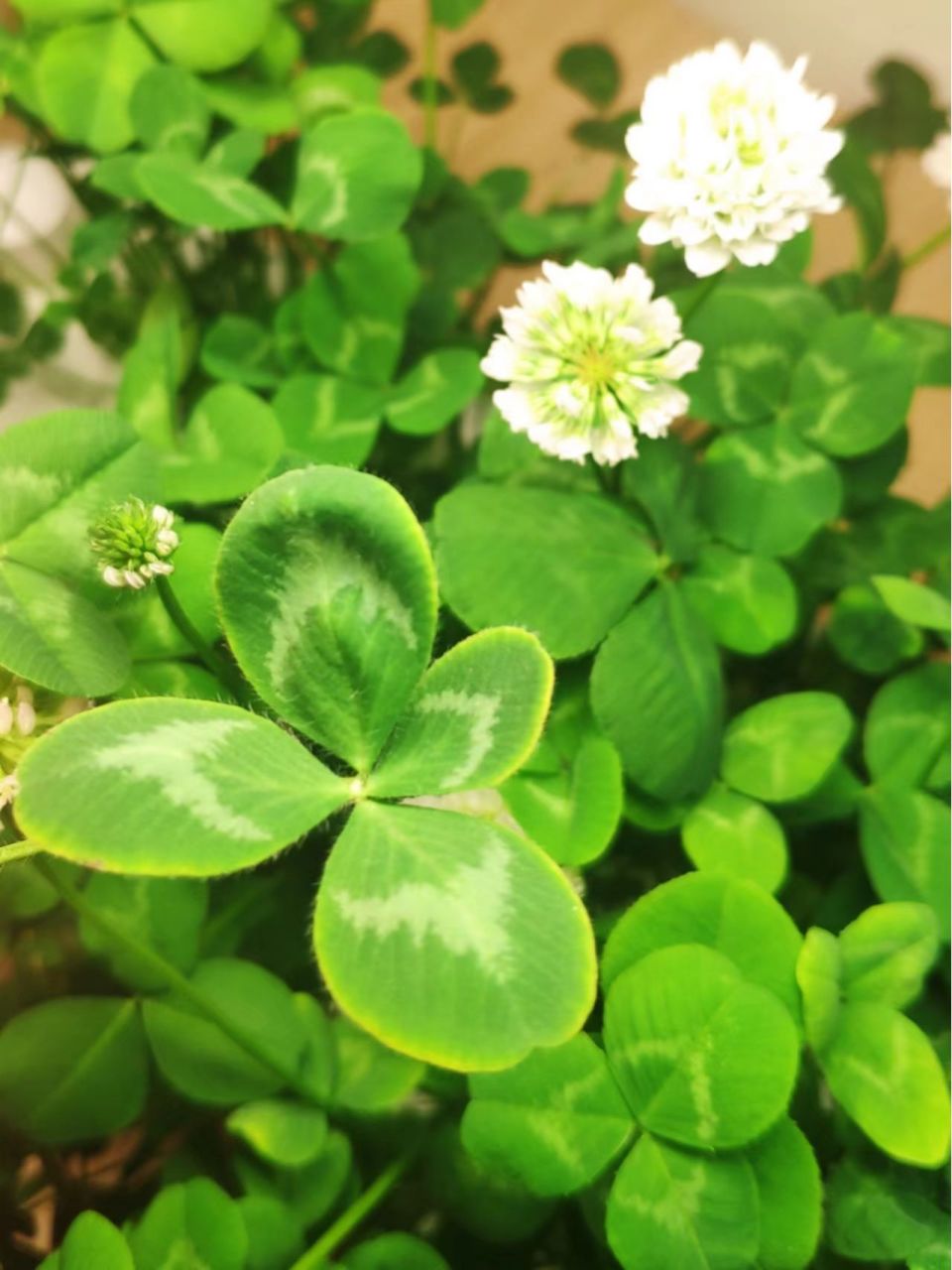 遇见幸运四叶草92 2023好运加满 四叶草92寓意着幸运,希望,活力
