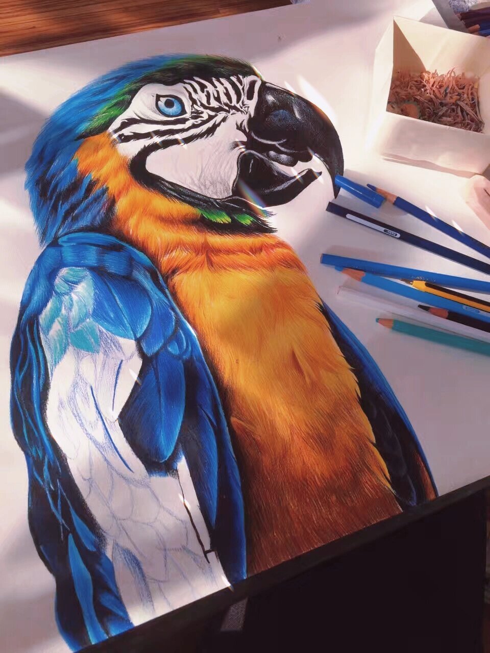 彩铅|超写实|蓝金刚鹦鹉|红辉|手绘|步骤图 四开纸90大小,历时大概