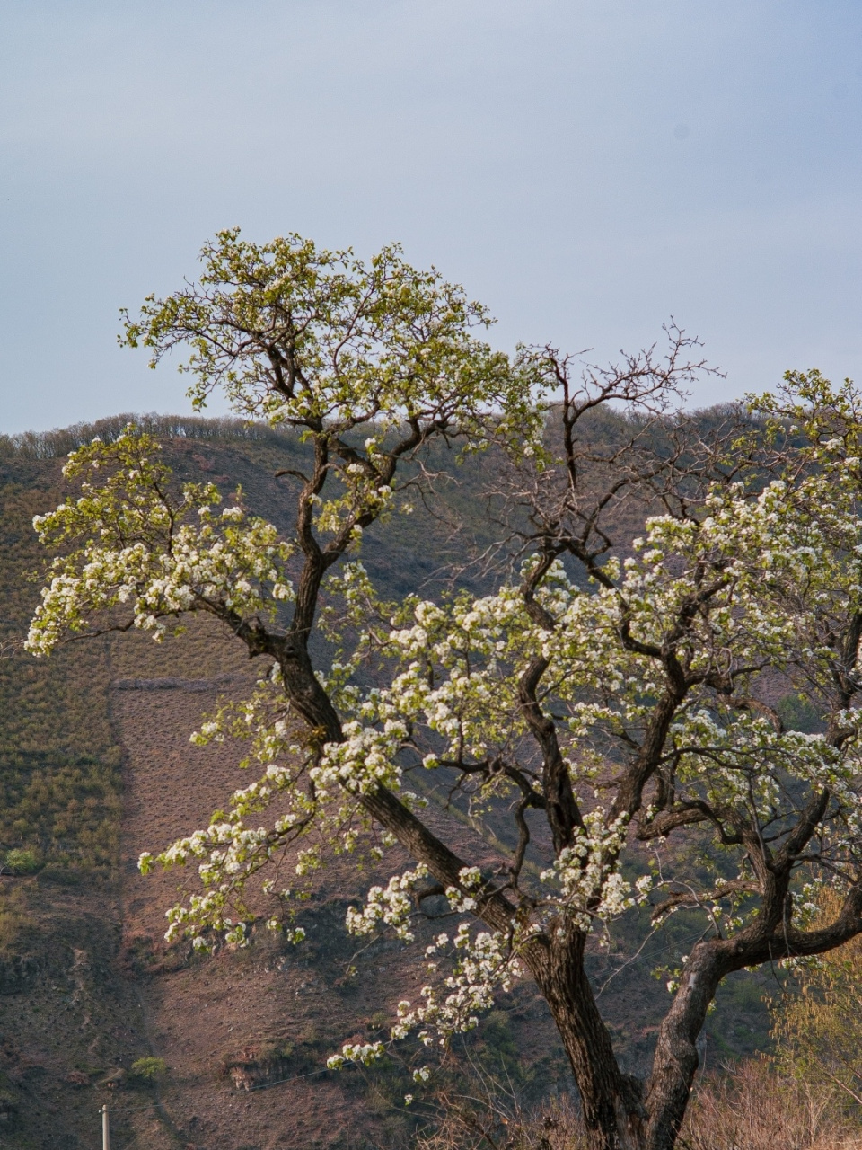 辽宁踏青61辽阳梨花峪 4月末山林里的梨花树都开花了好好看 有一条