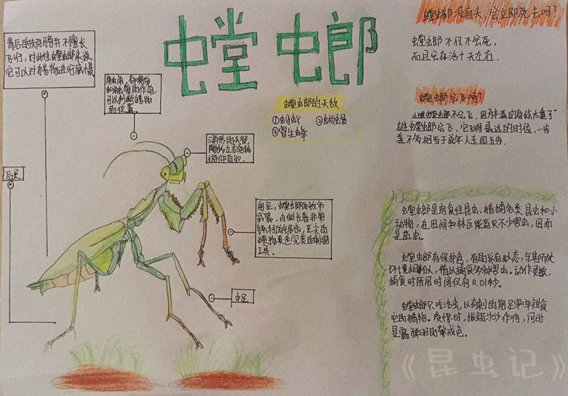 螳螂的外形特征图片