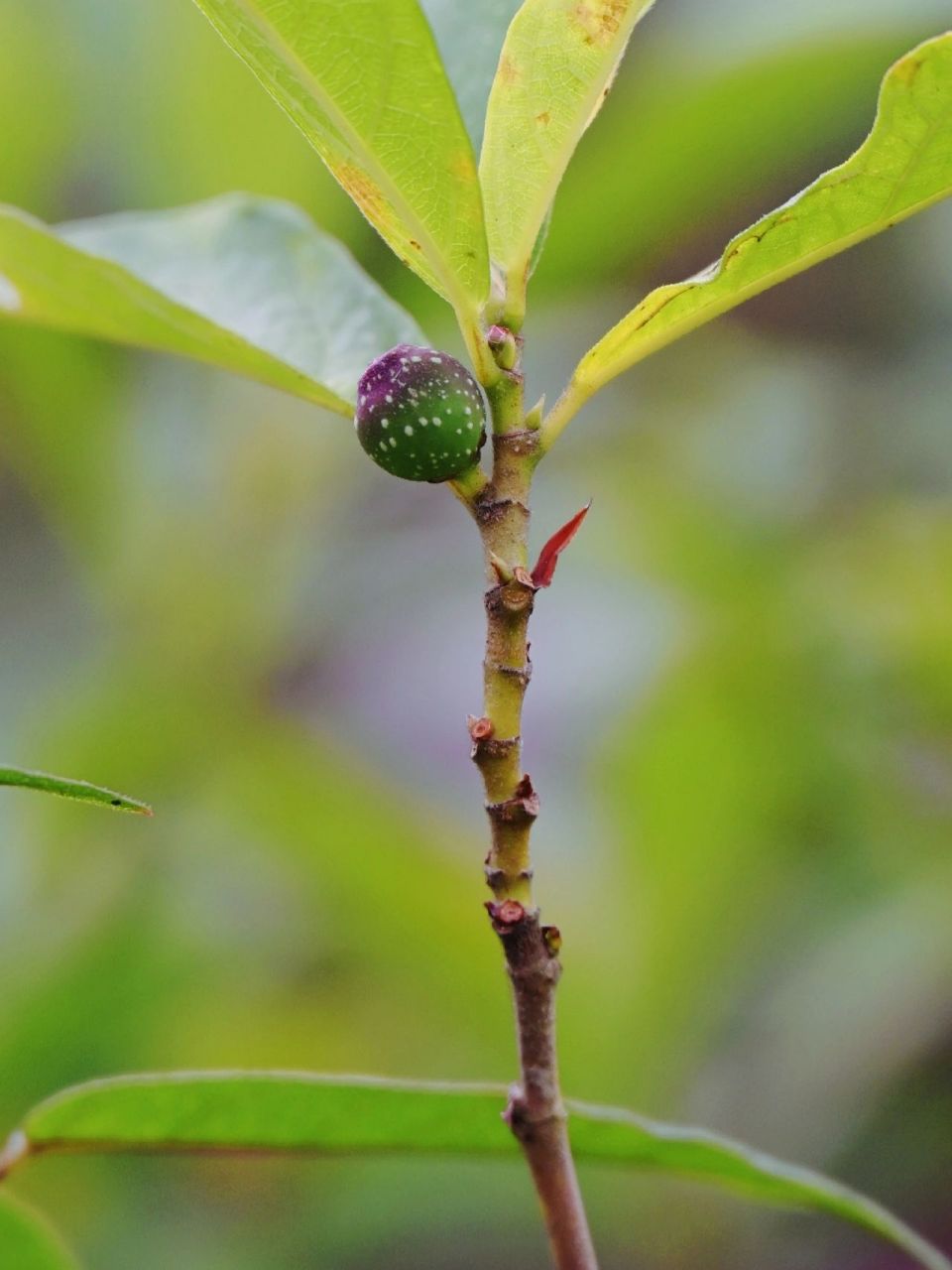 【果之语】牛奶子 学名:菱叶冠毛榕.一种野果,可食,甜而多汁.