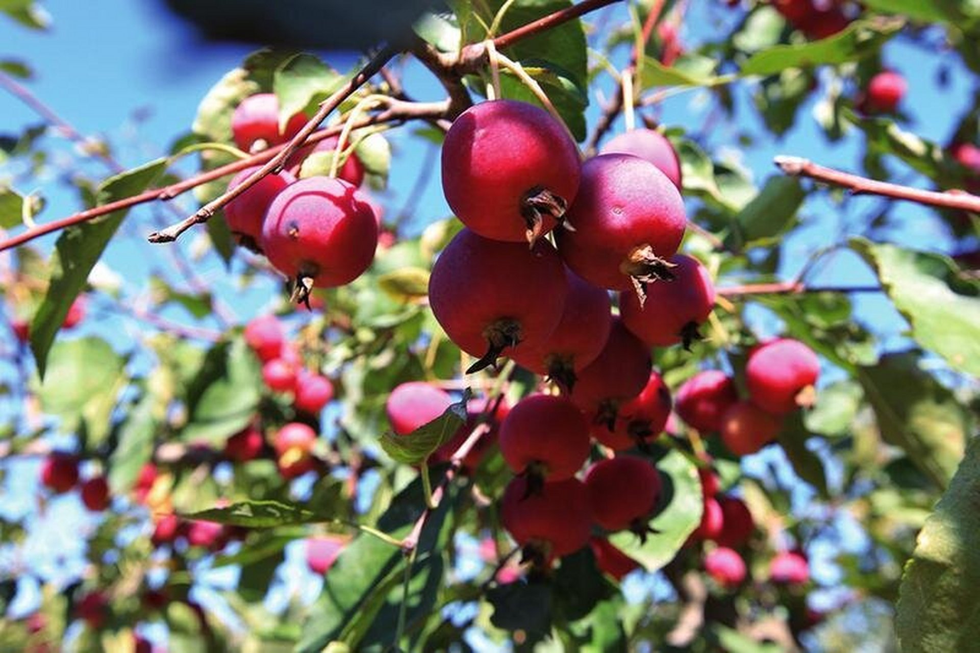 陕西省特产 - 府谷海红果 海红果属中国稀有树种,是府谷的传统果树,在
