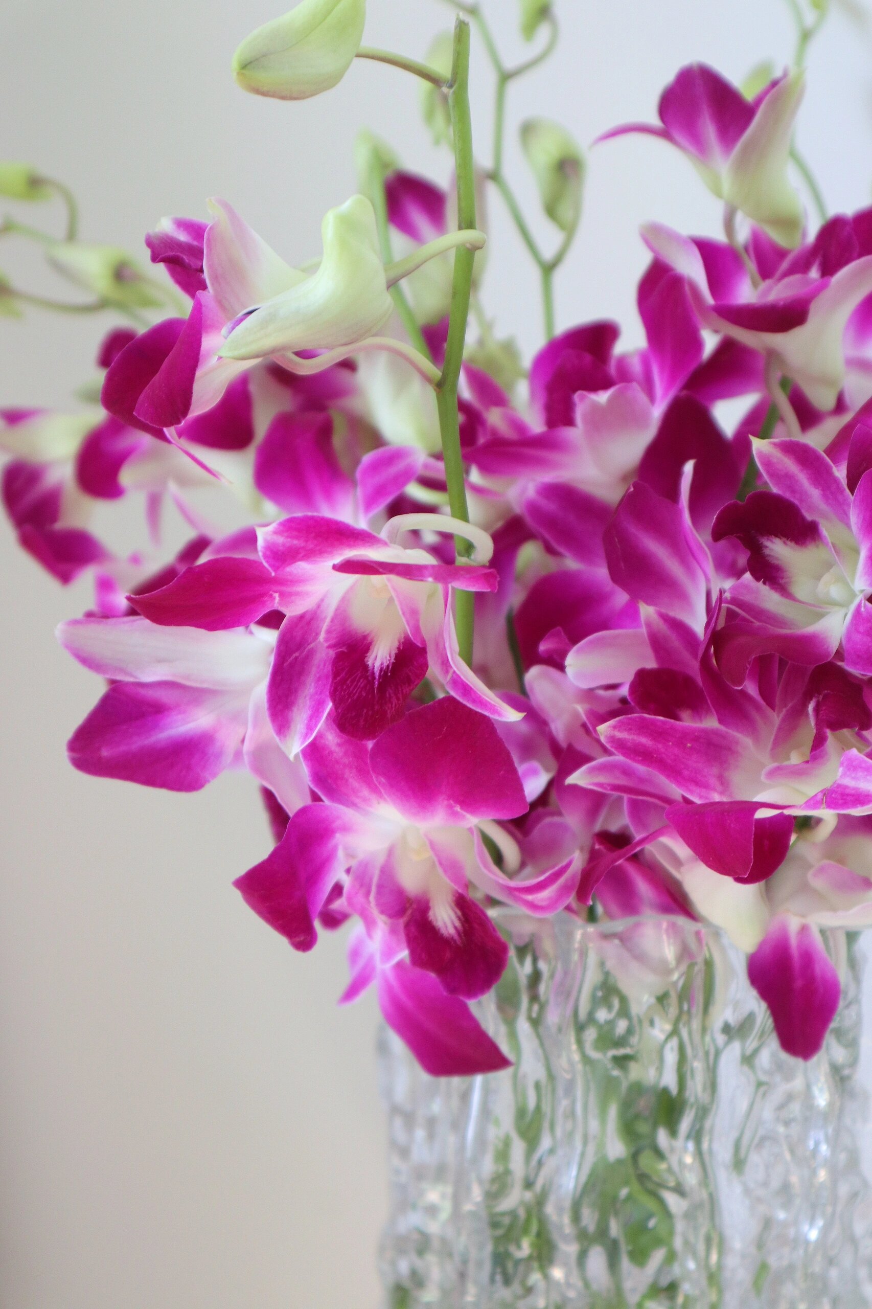 泰国紫色洋兰98耐养又耐看 大花洋兰不用醒花～杆子较短,收到后直接