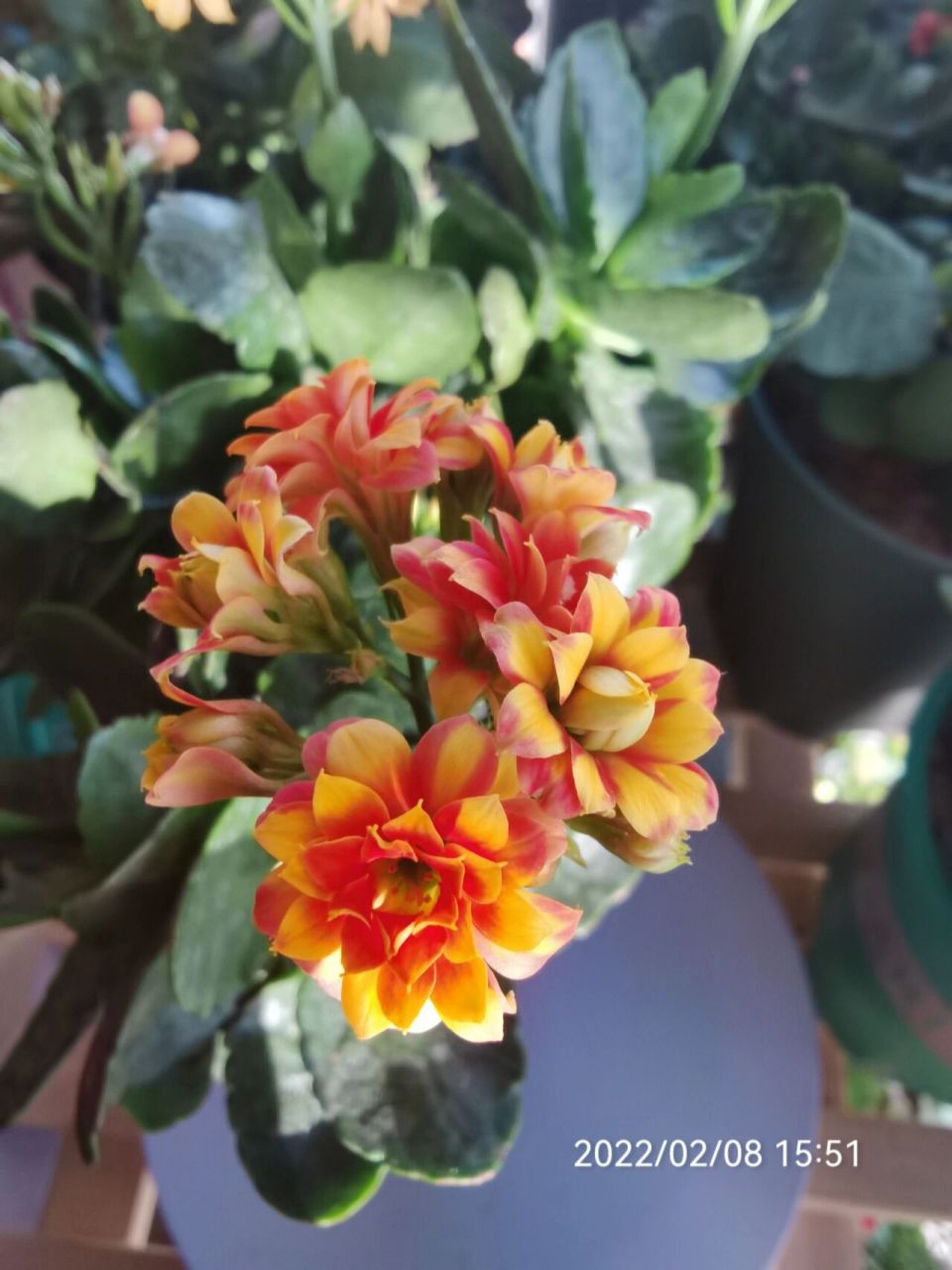 长寿花～印记 照片真没有实物好看,照不出来颜色和花朵的层次感