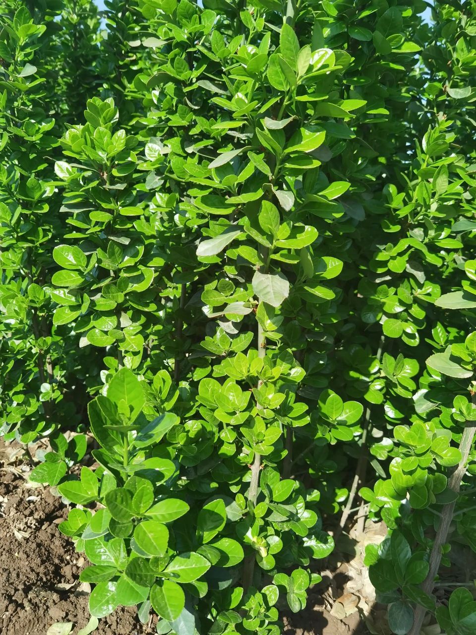 北海道 绿篱笆墙隐私墙,别墅庭院绿化围挡    北海道冬青是四季常绿